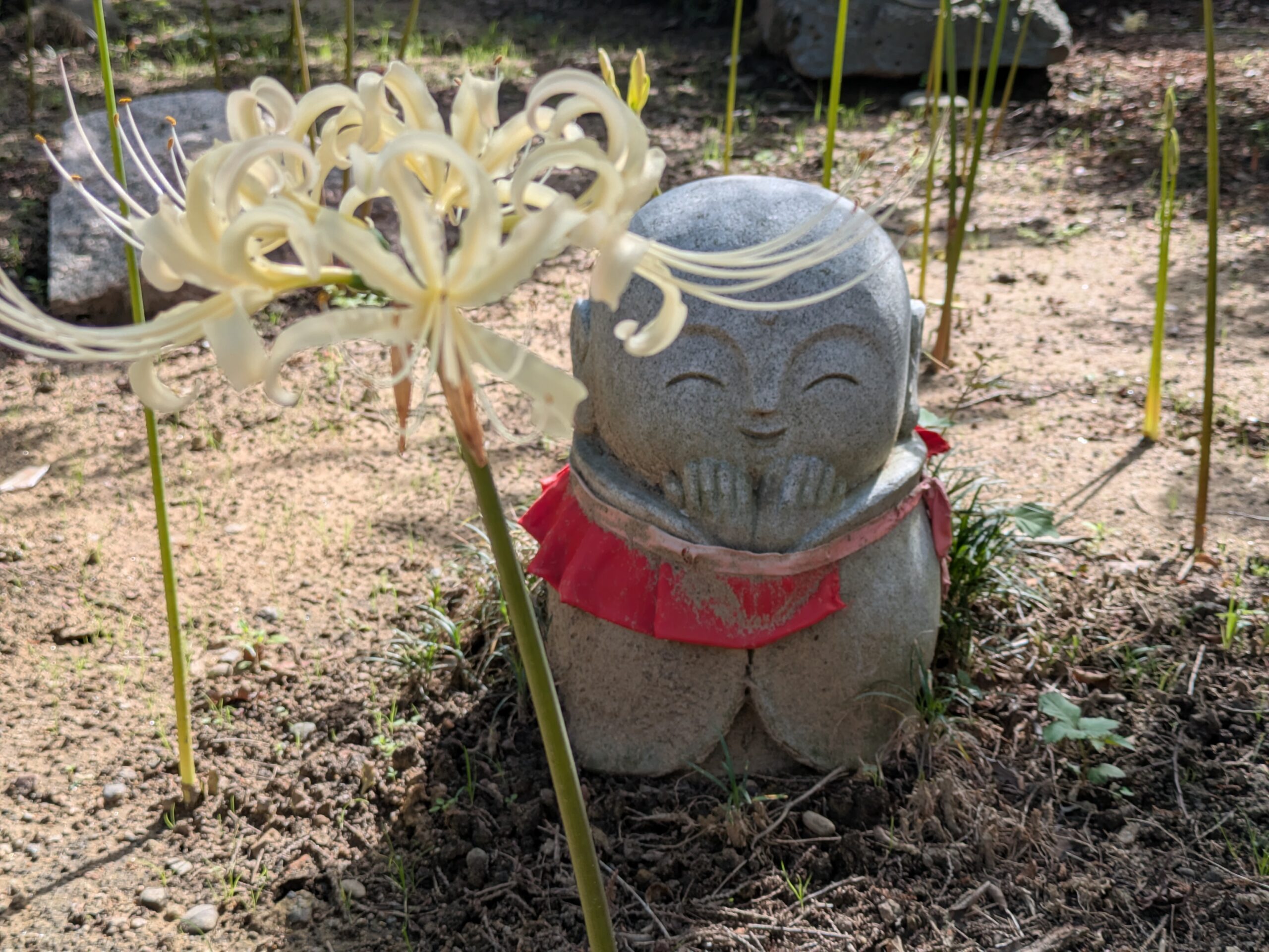 白い彼岸花の横にいる香林寺のお地蔵さん