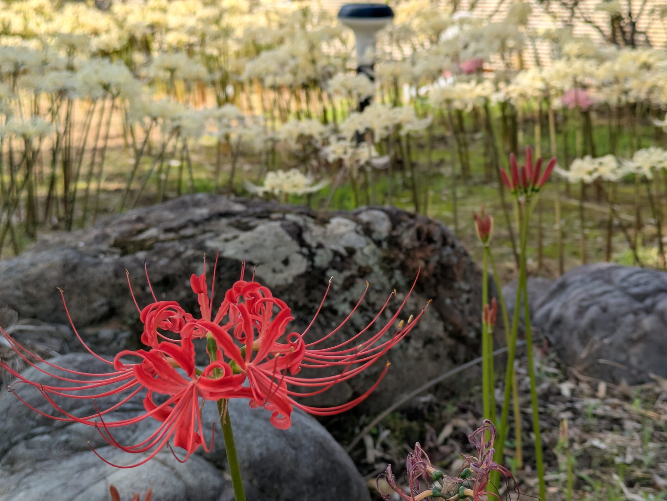 香林寺に咲く赤い彼岸花と白い彼岸花