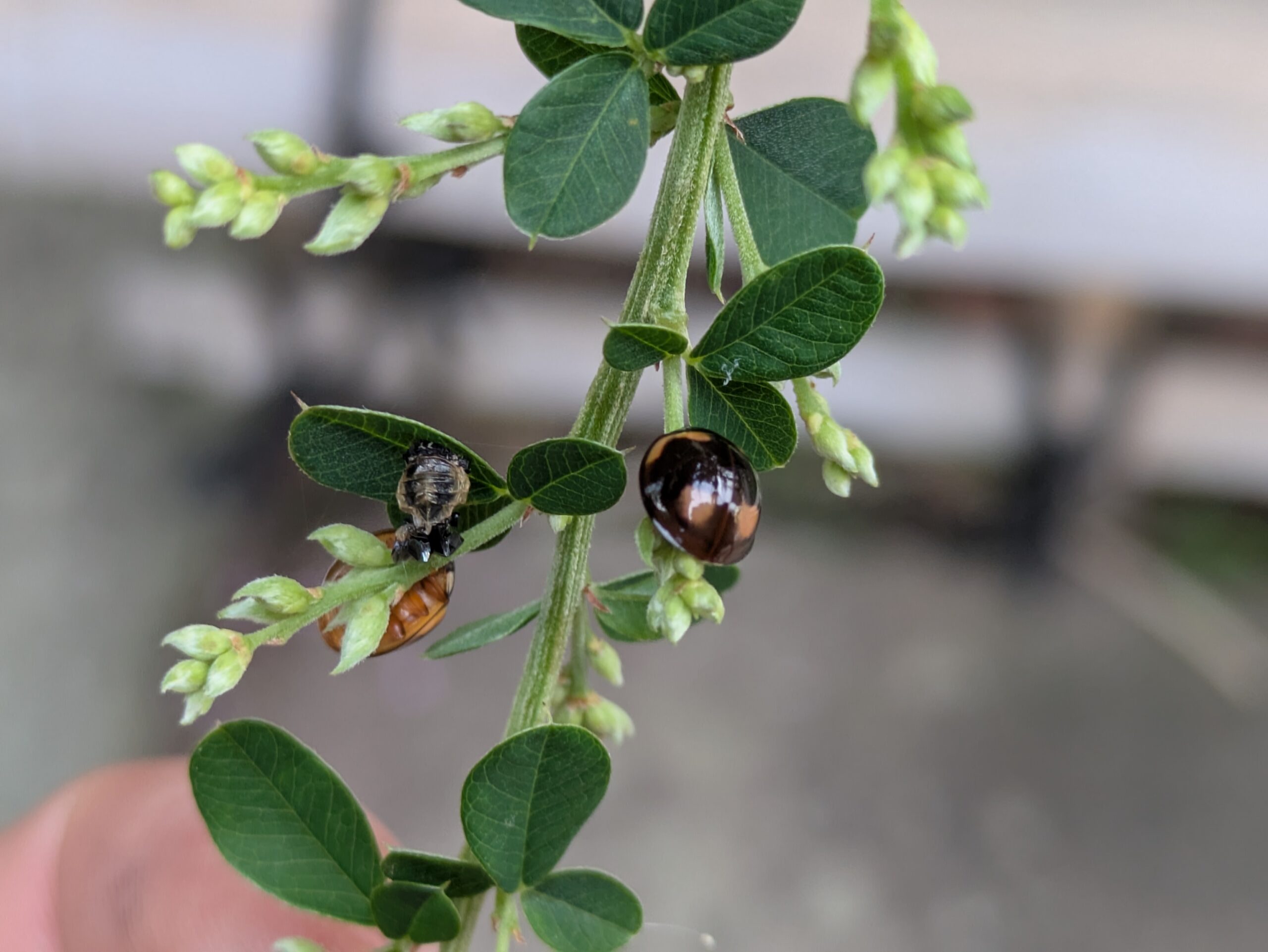 ハギについていたナミテントウの成虫