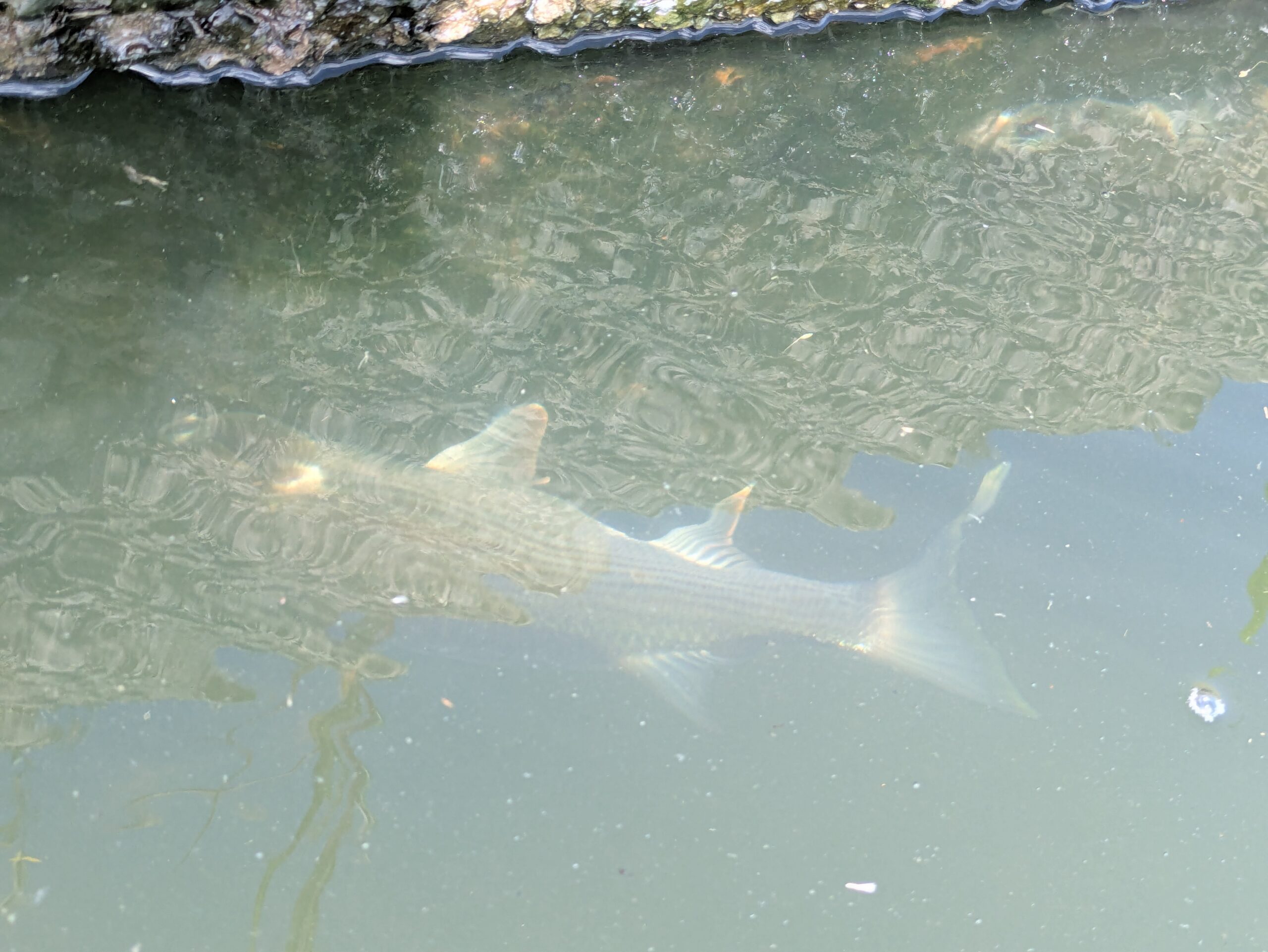 浅野川を泳ぐ大きなボラ