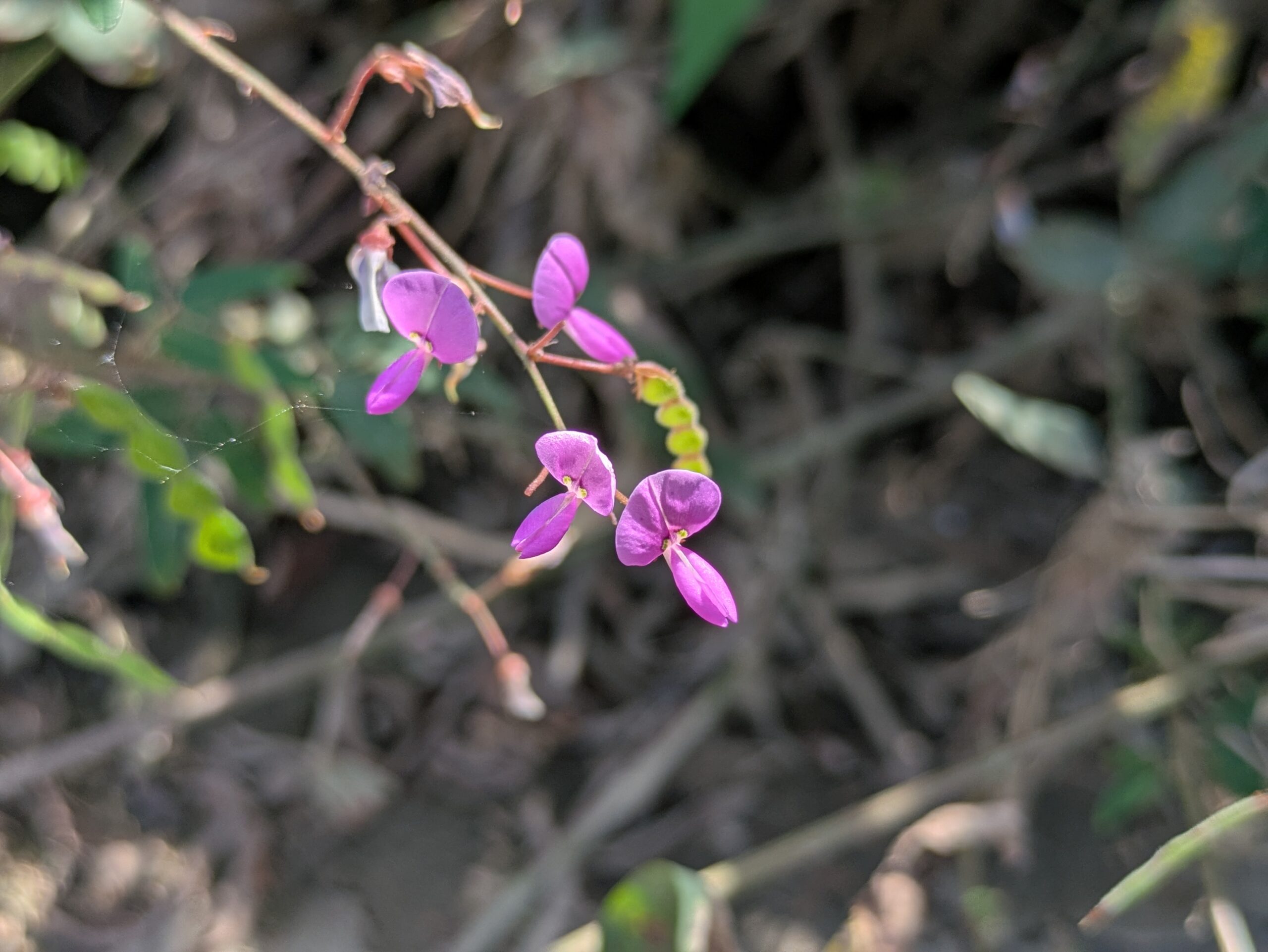アレチヌスビトハギの紫色の花