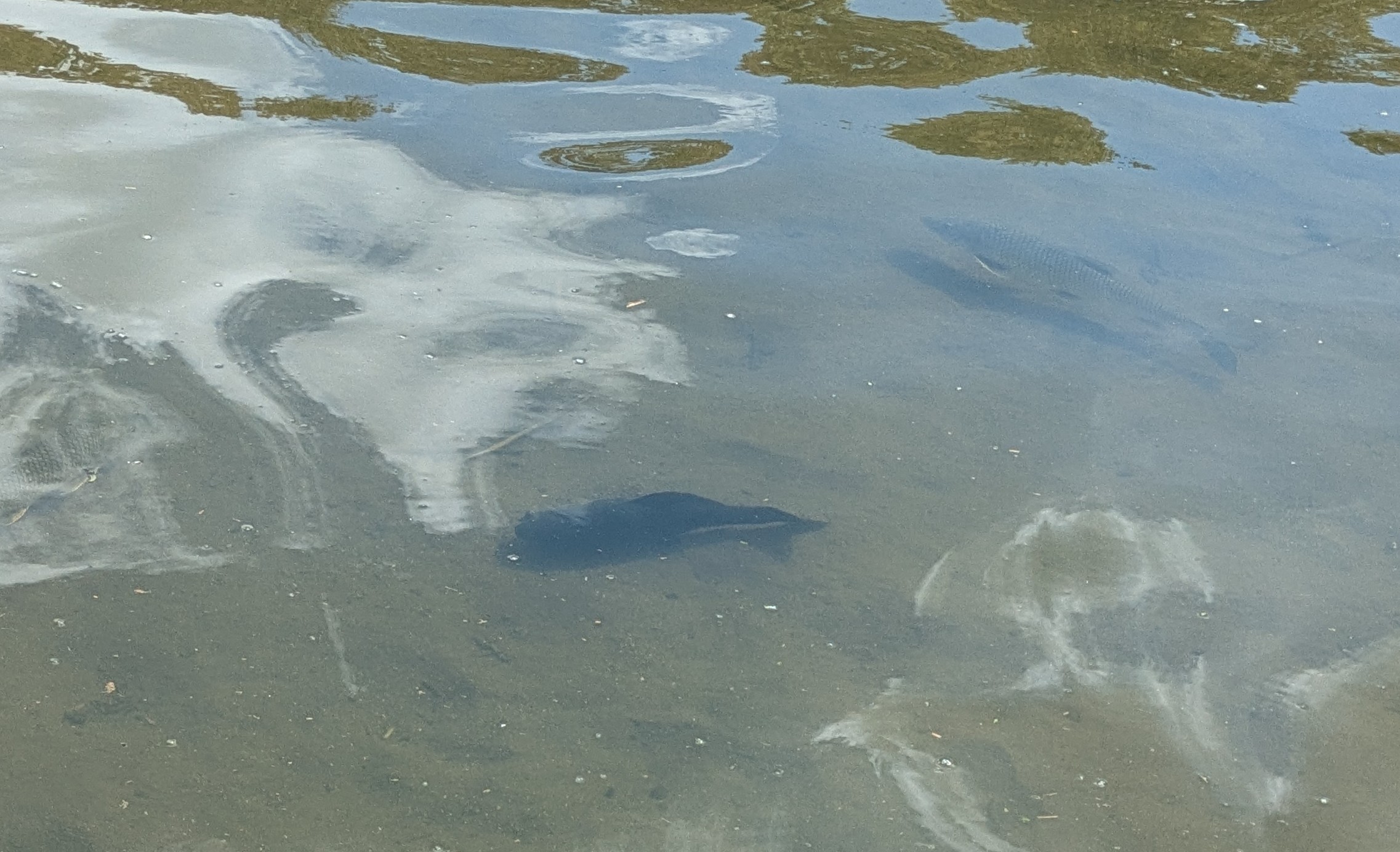 浅野川でコイと一緒に泳いでいた黒っぽい魚
