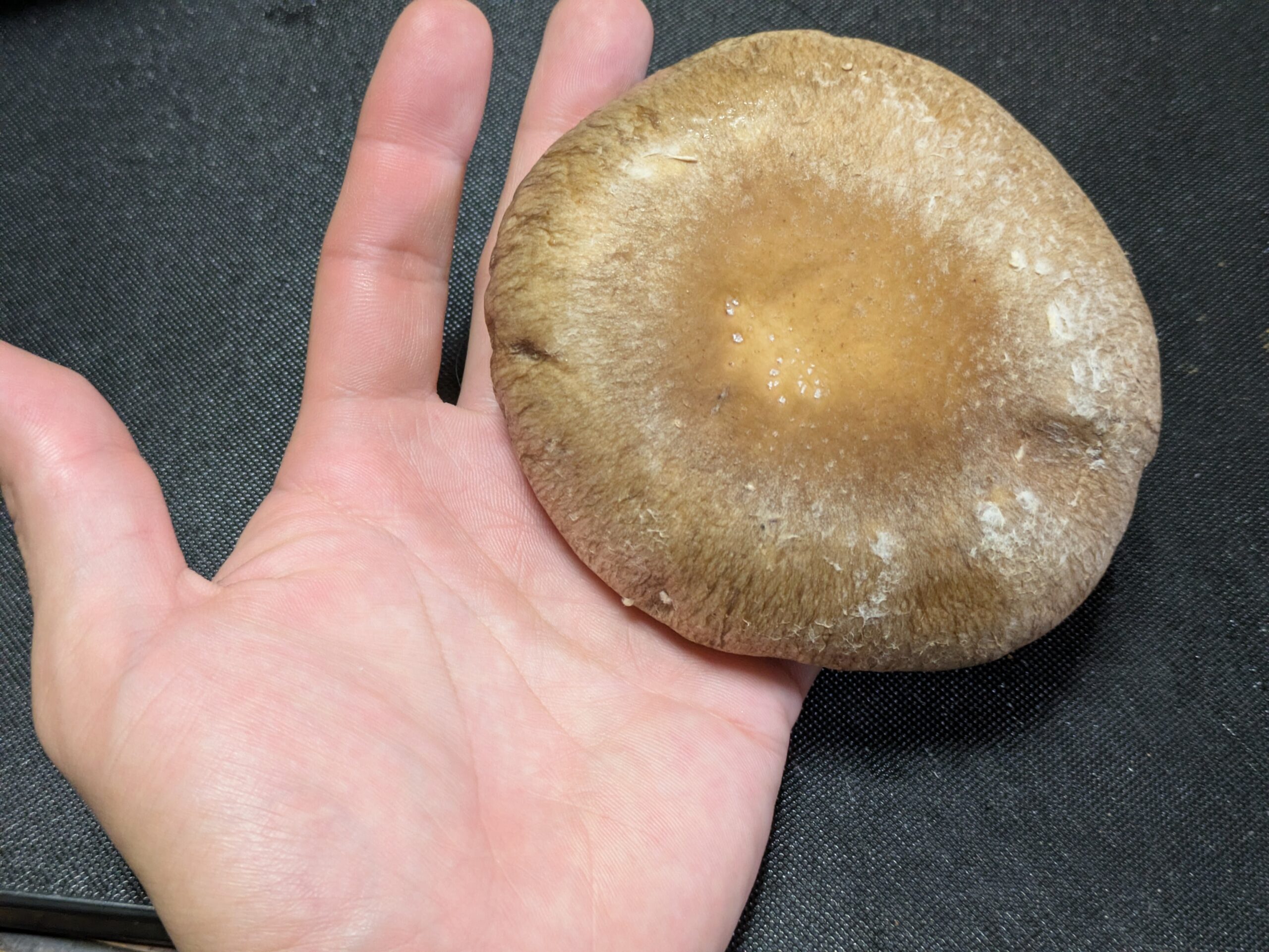 蓮蒸しに使う大きな百万石椎茸