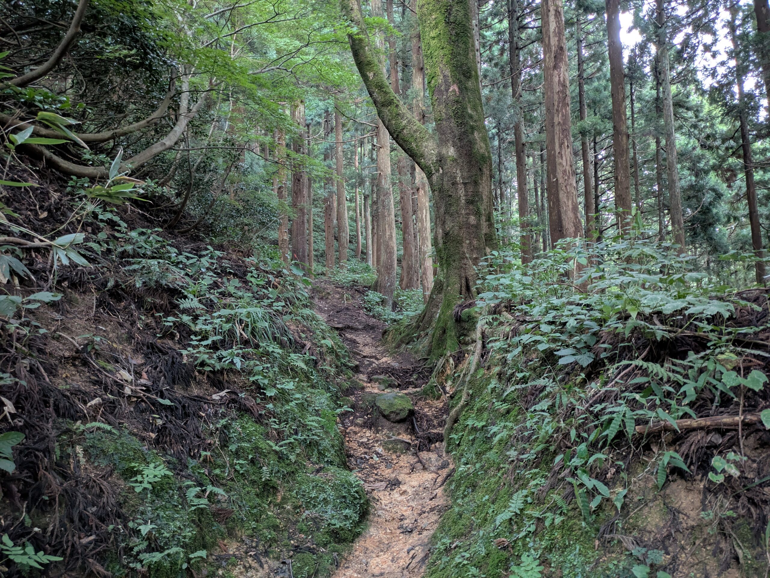 木々に囲まれた奥獅子吼山の登山道