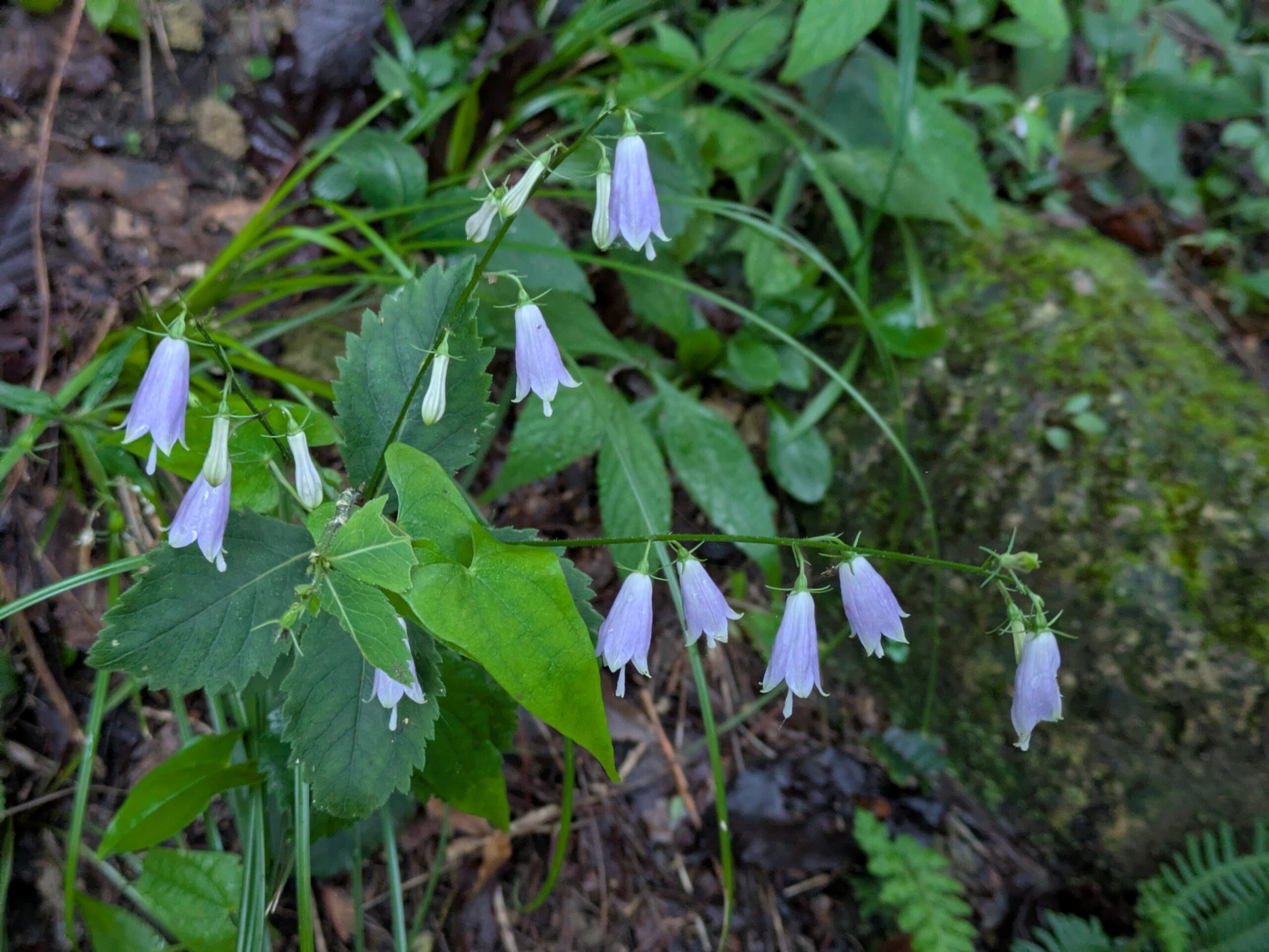 奥獅子吼山で見つけたソバナと思われる紫色の花