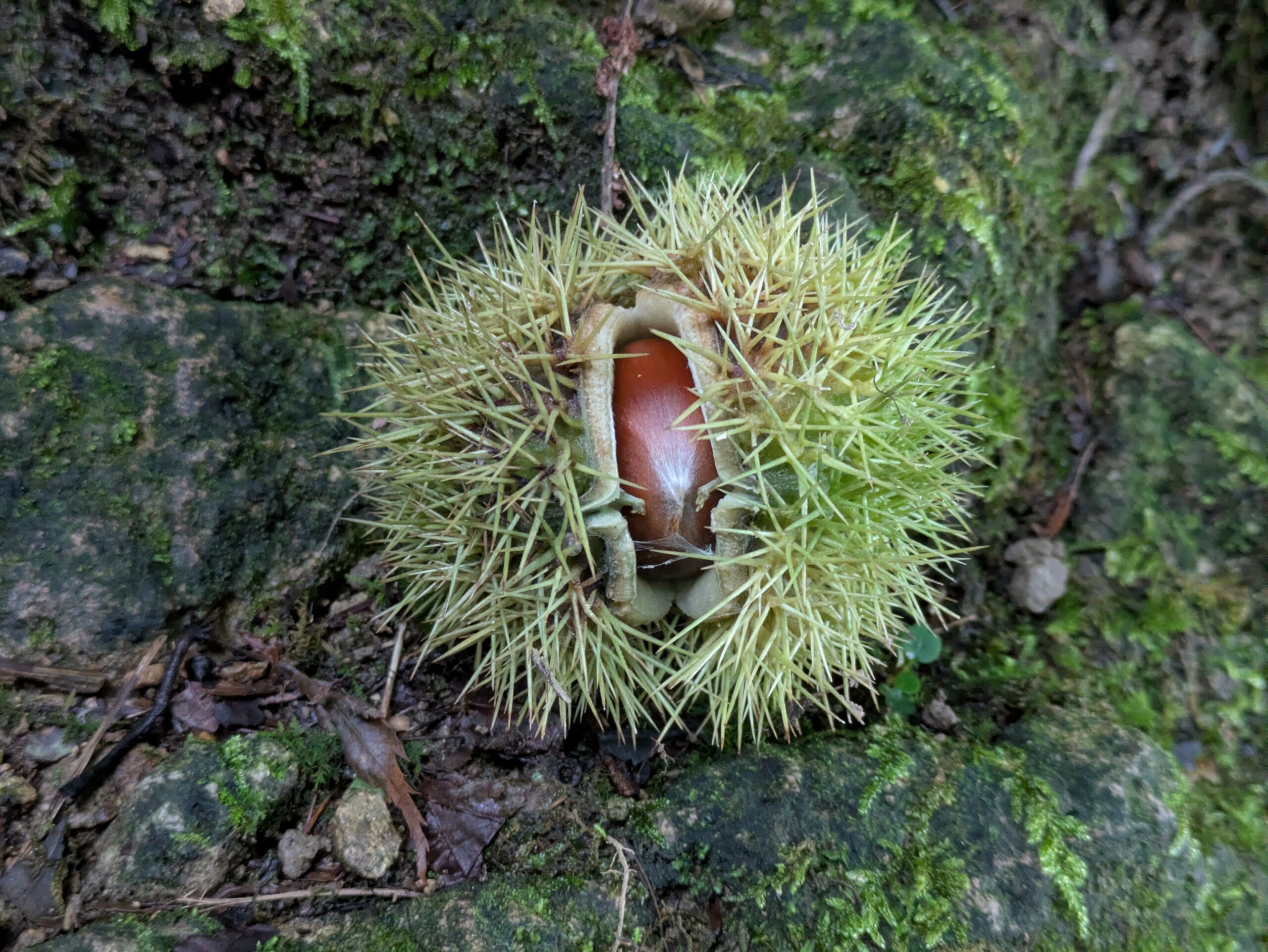 奥獅子吼山で見つけた栗の実