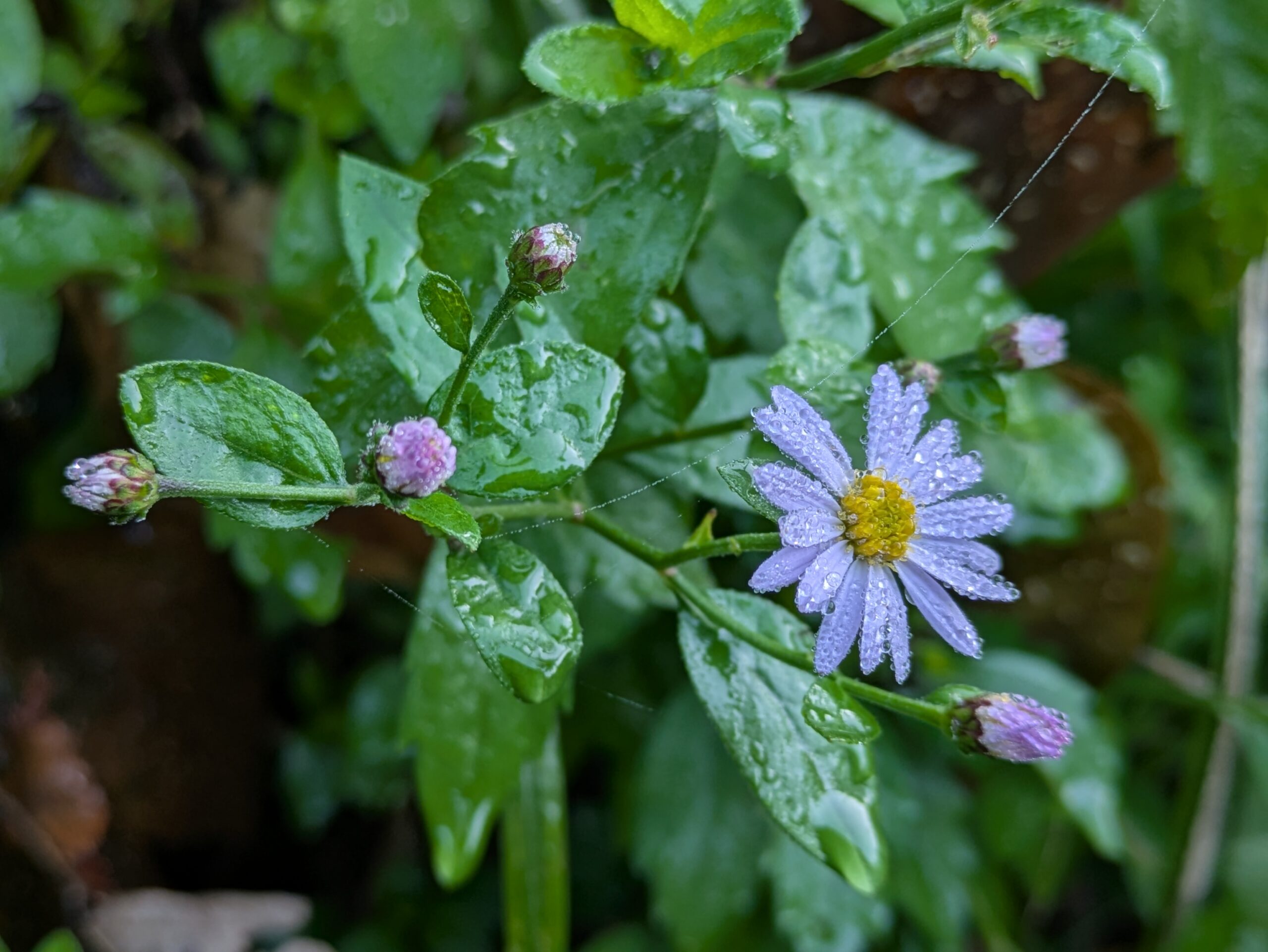 奥獅子吼山で咲くノコンギクの花
