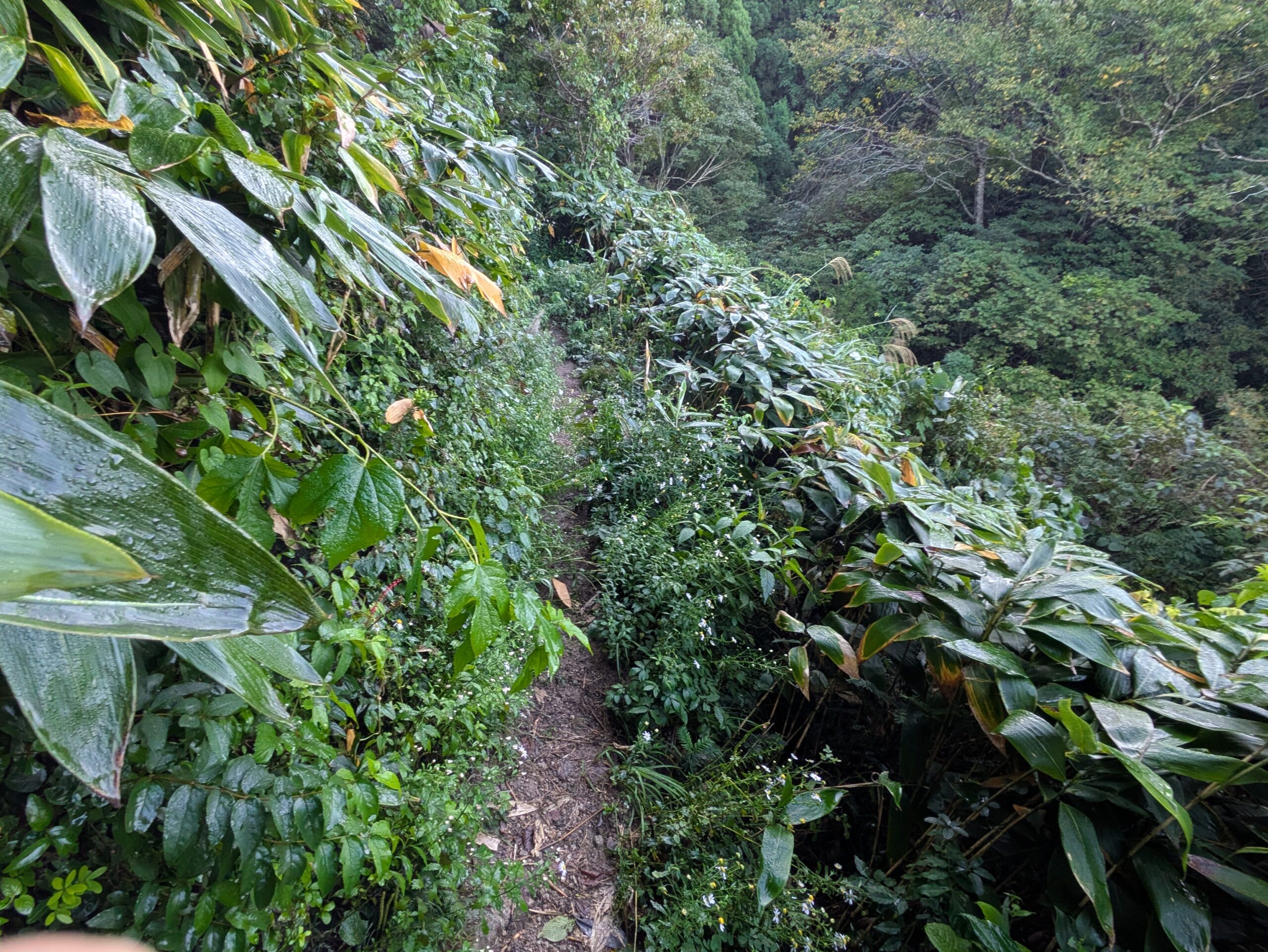 植物に囲まれた細い奥獅子吼山登山道