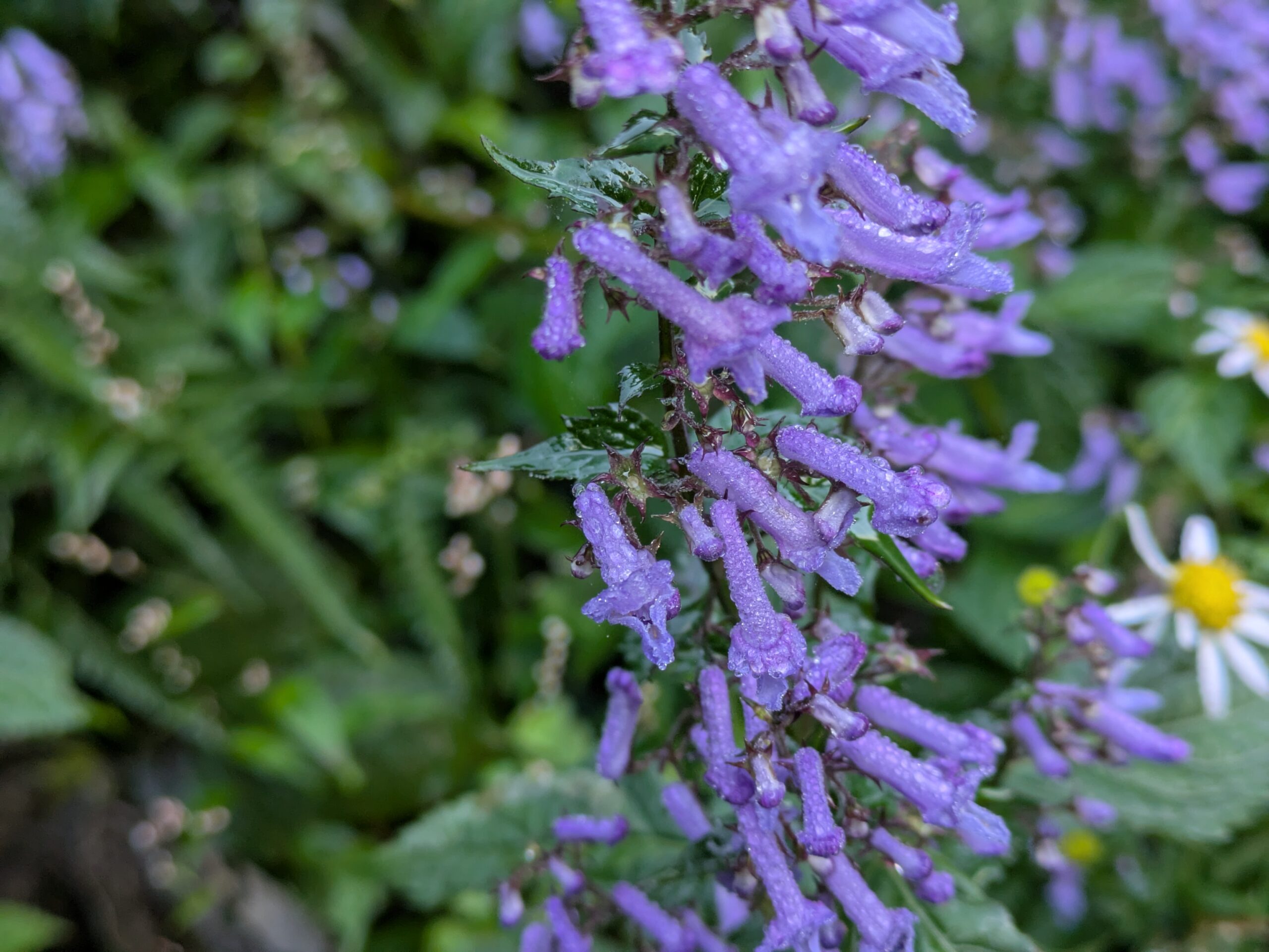 奥獅子吼山で咲くアキチョウジの紫色の花