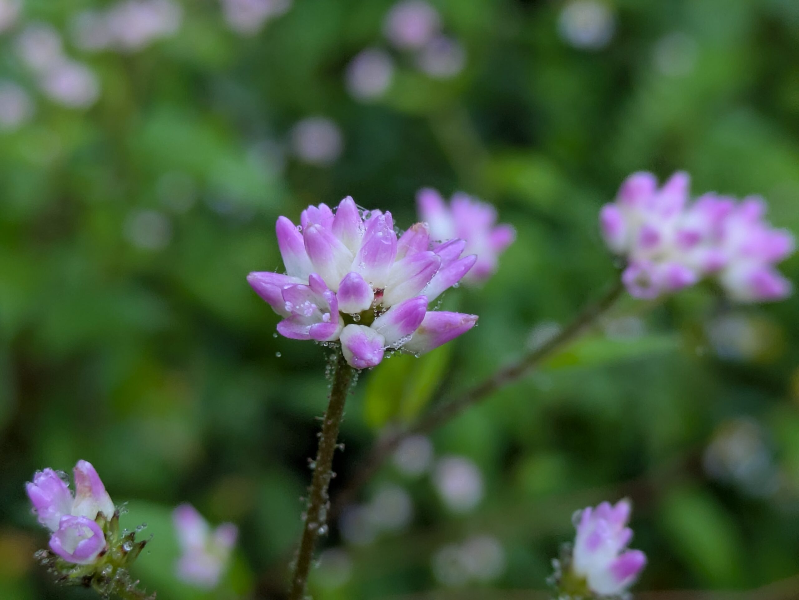 奥獅子吼山で見つけたミゾソバの花