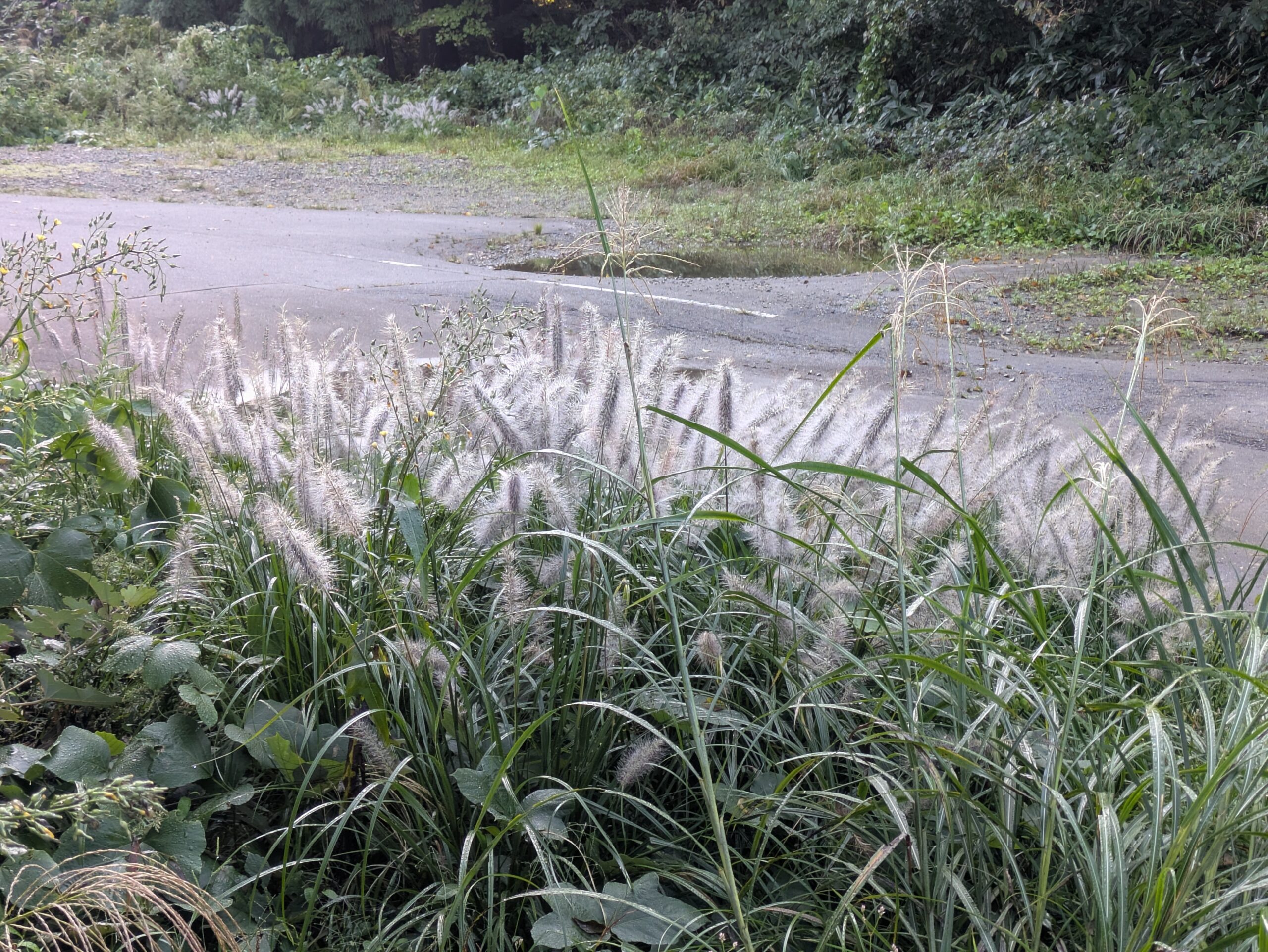 奥獅子吼山で見つけたチカラシバの群生