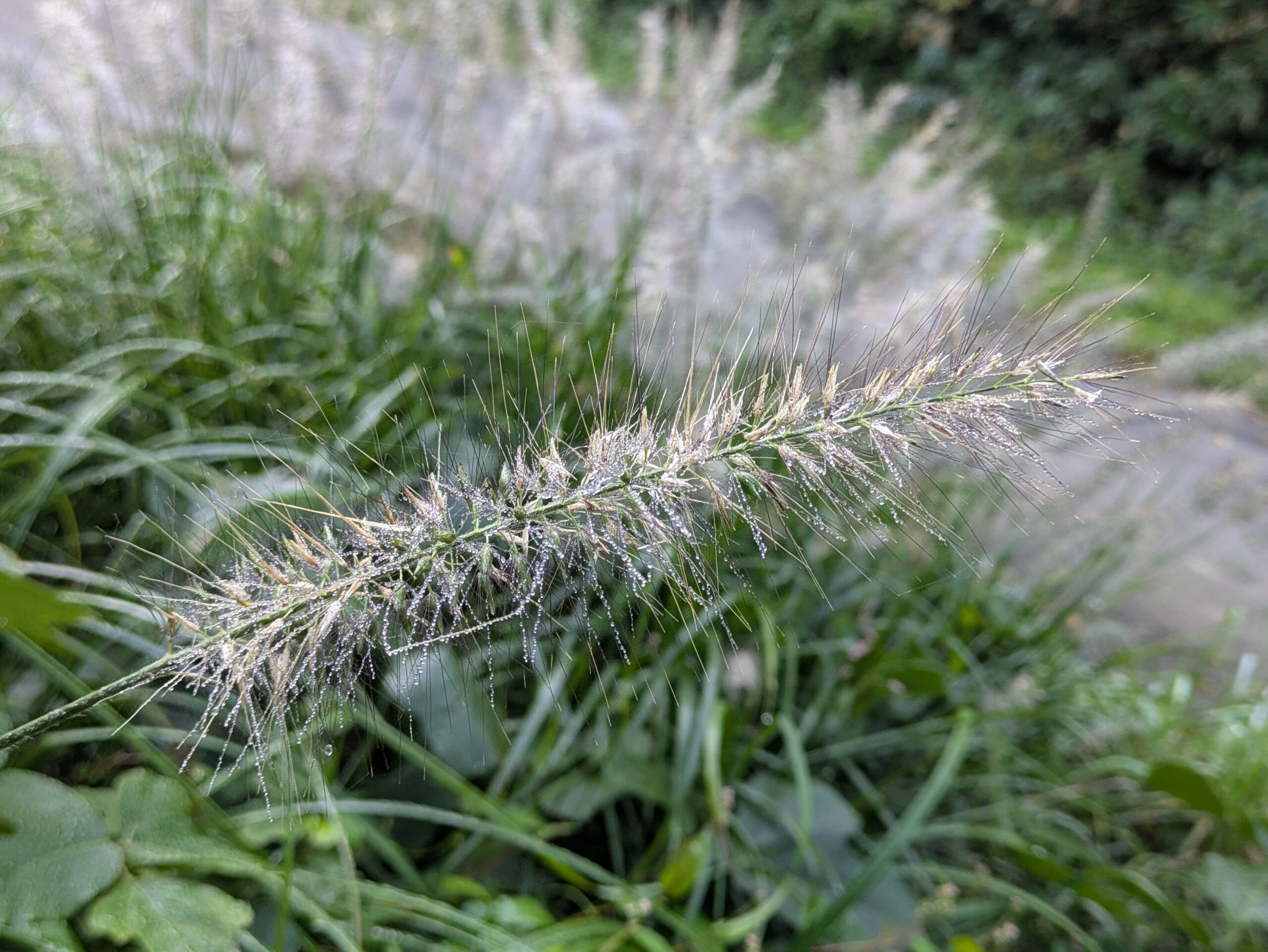 朝露がついたチカラシバの穂