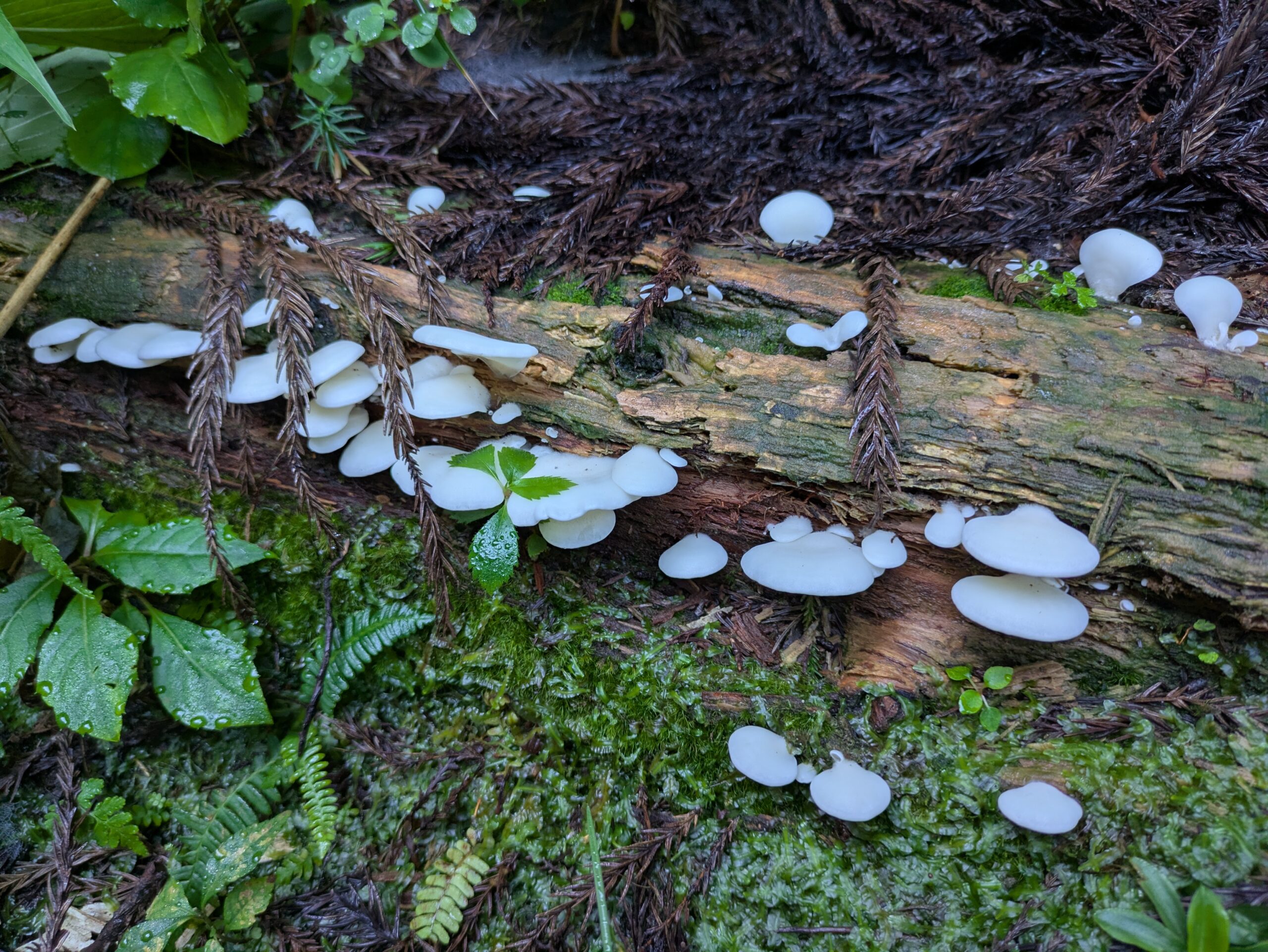 奥獅子吼山の倒木に大量に生えていたスギヒラタケ