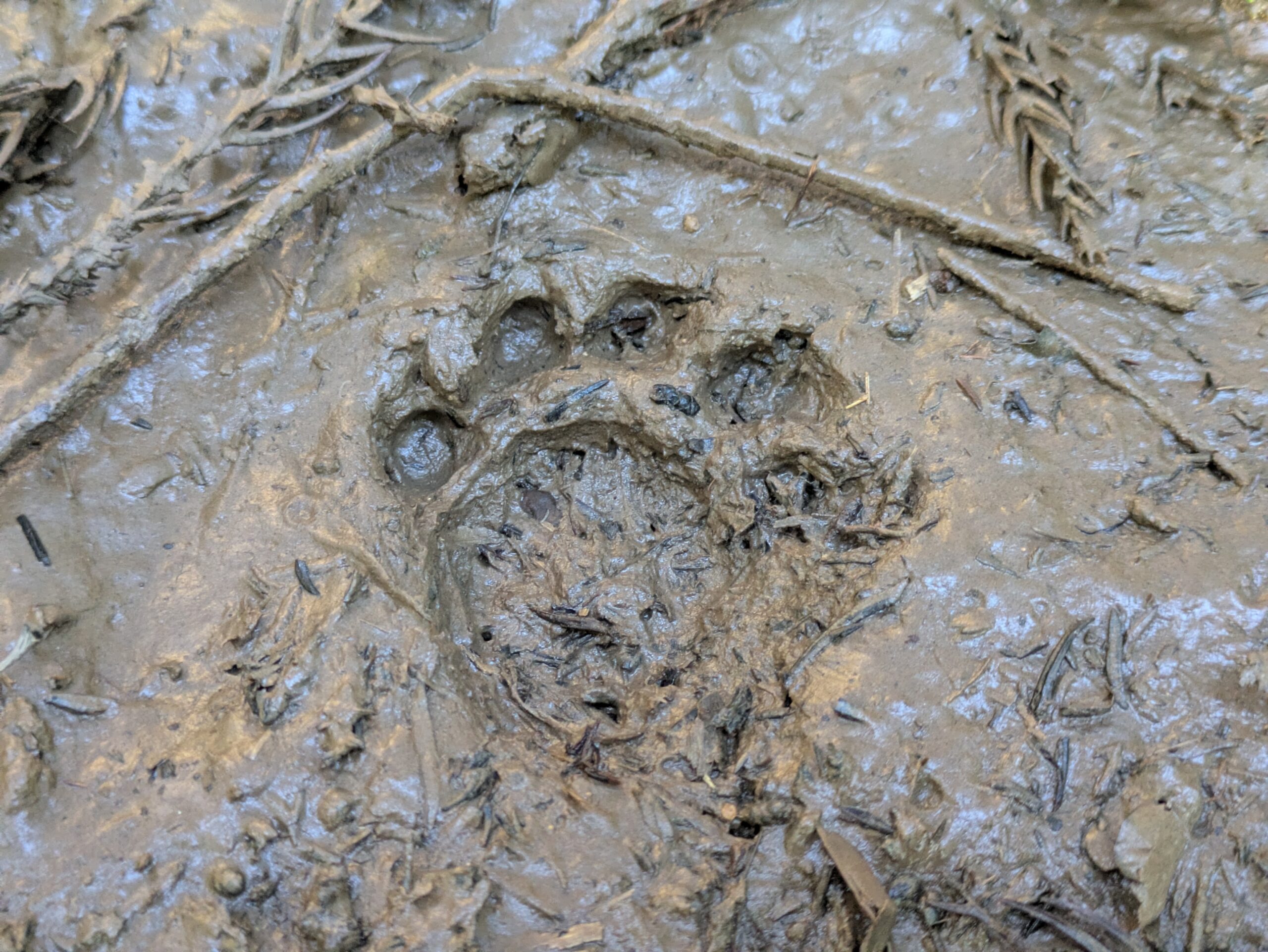 5本指に見える動物の足跡