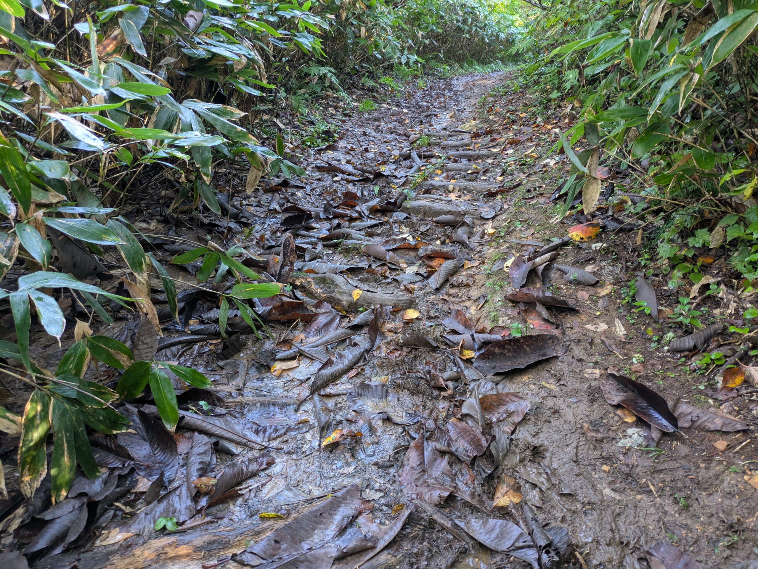 前日の雨でぬかるんだ奥獅子吼山登山道