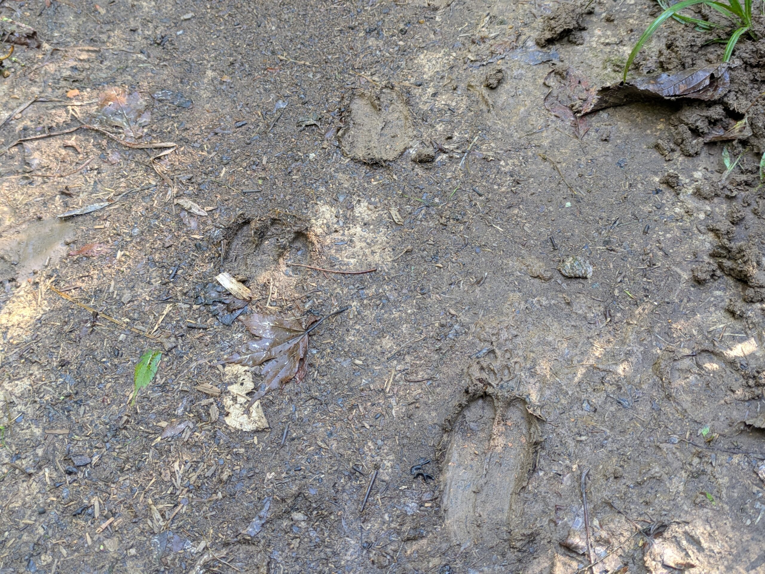泥の中に残っていた蹄のような動物の足跡