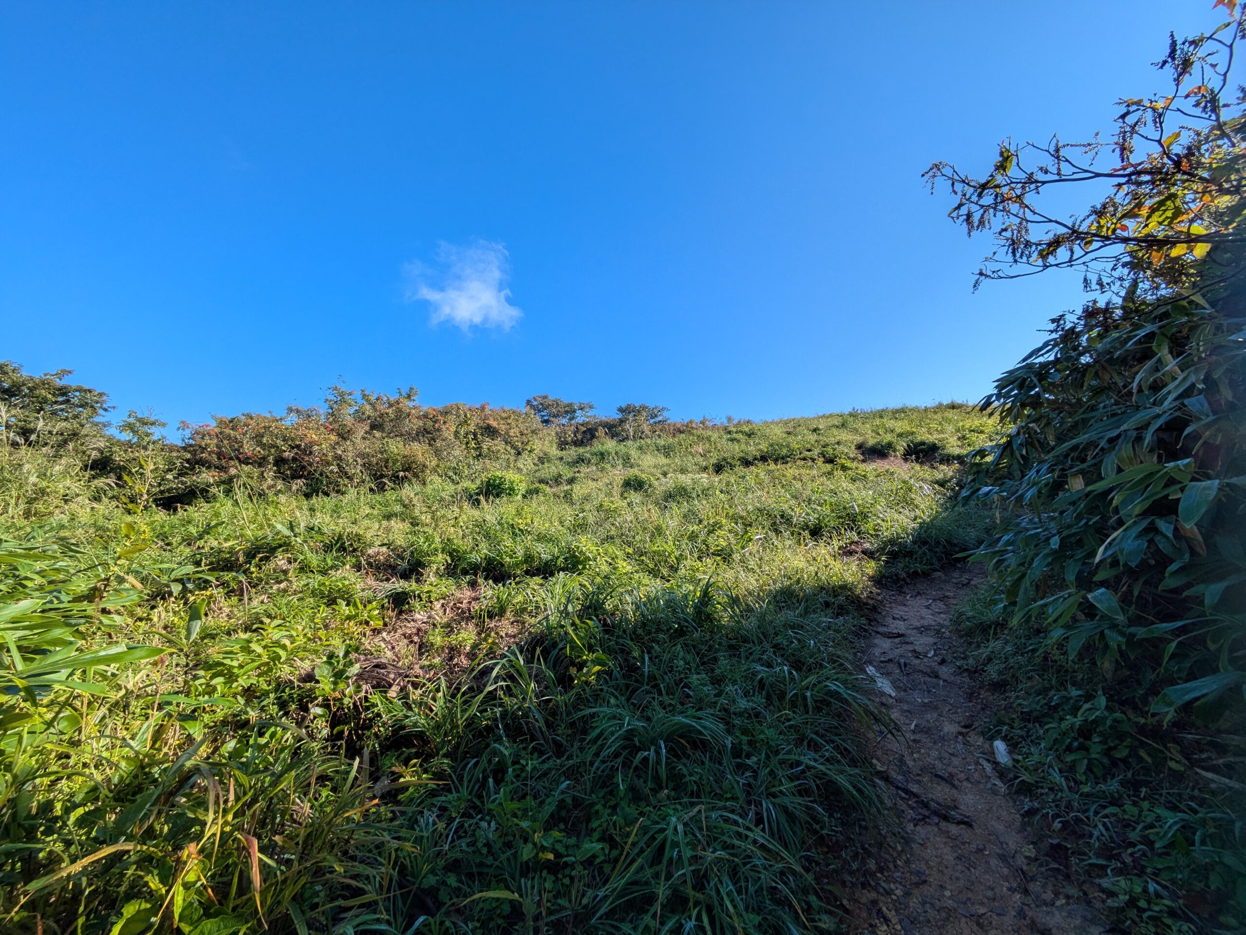 山頂手前の草地が広がる奥獅子吼山登山道