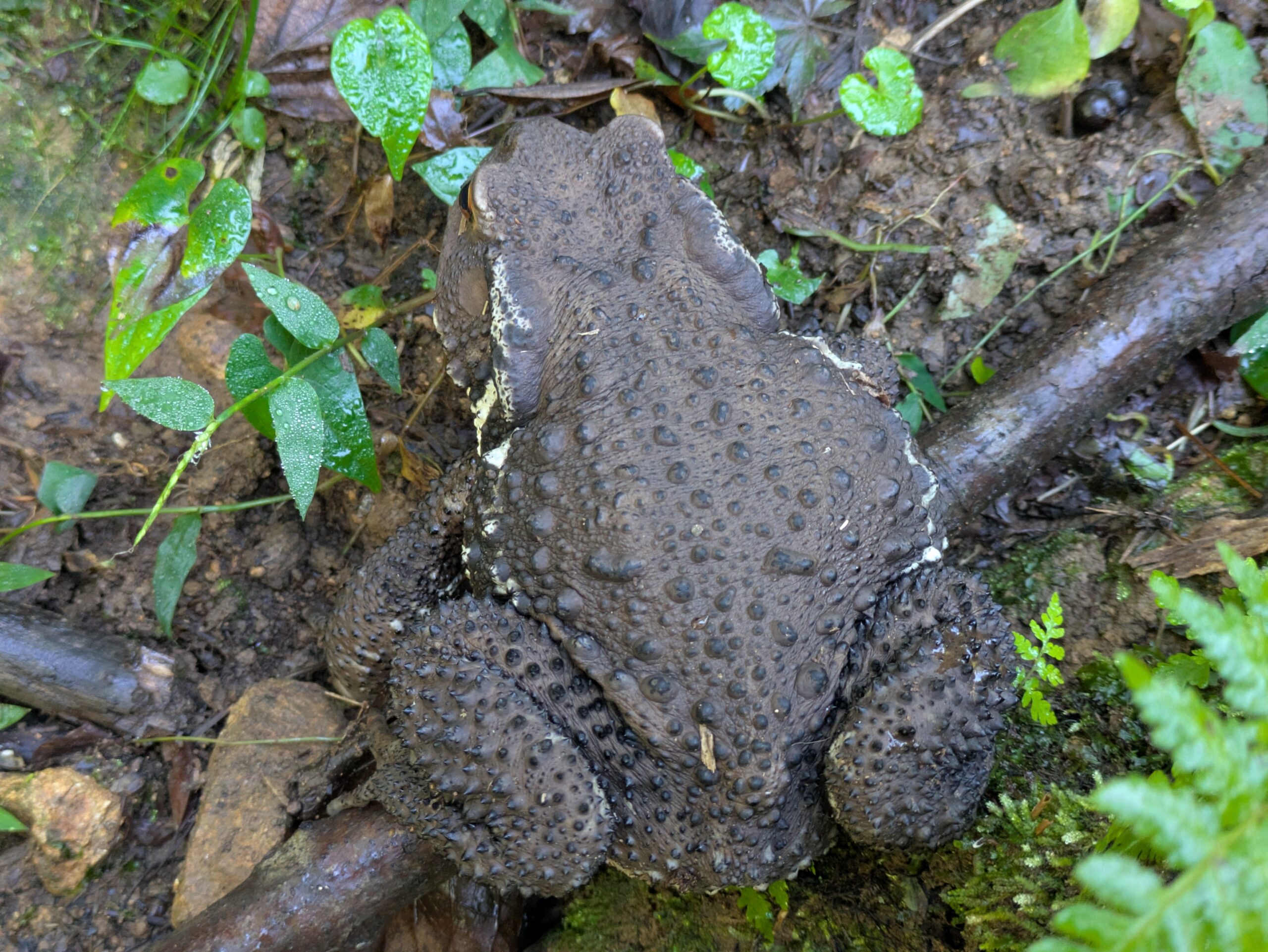 奥獅子吼山の登山道で見つけたヒキガエル