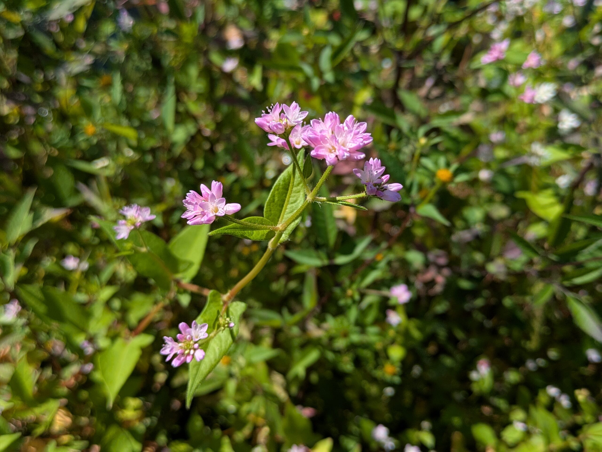 アサギマダラ空の駅・白山周辺に咲くミゾソバ