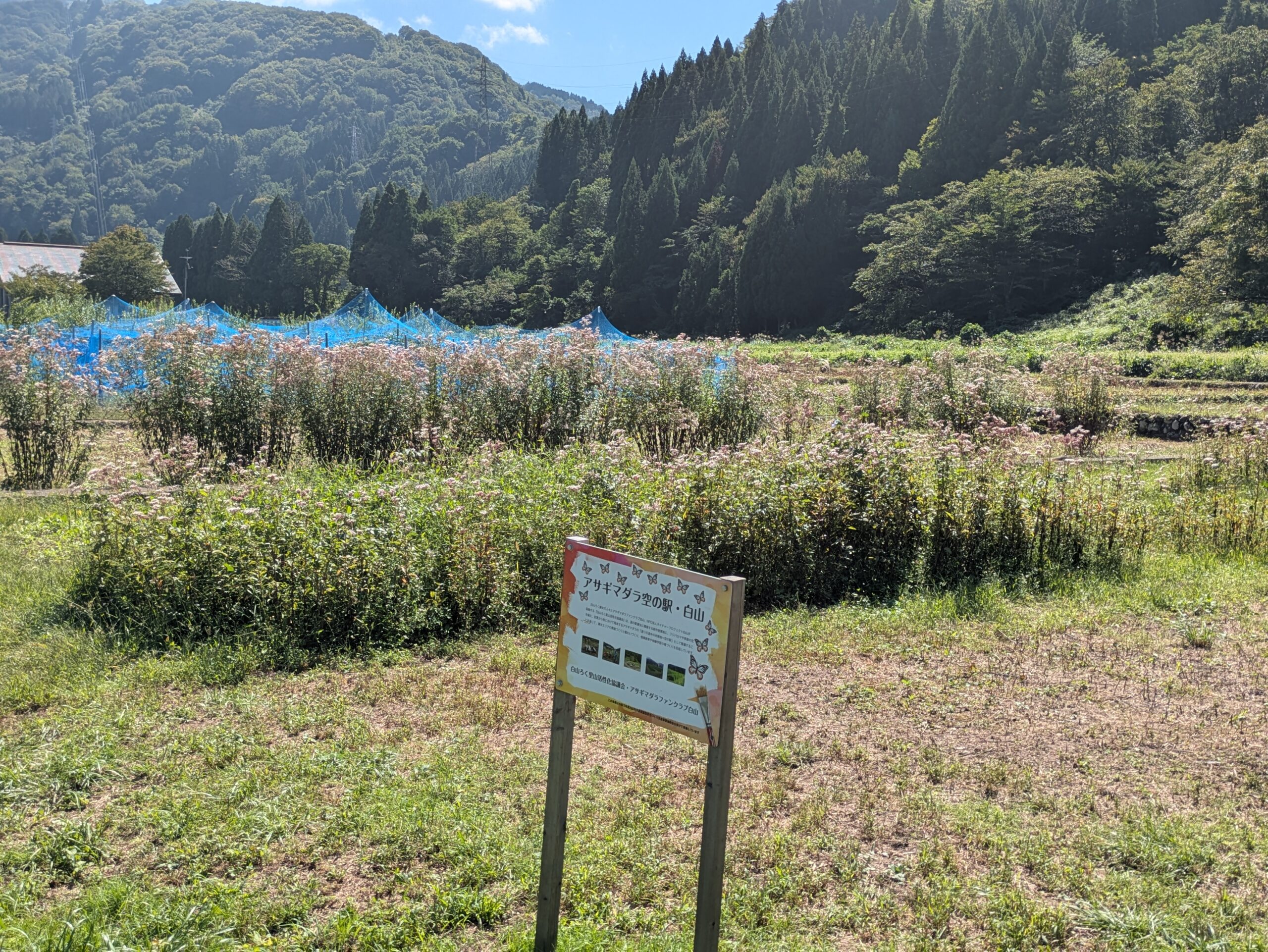 アサギマダラ空の駅・白山のフジバカマ畑