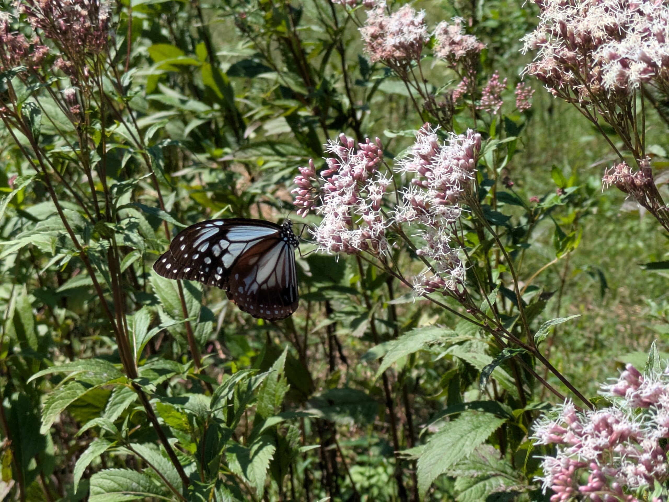 フジバカマの花にとまったアサギマダラ