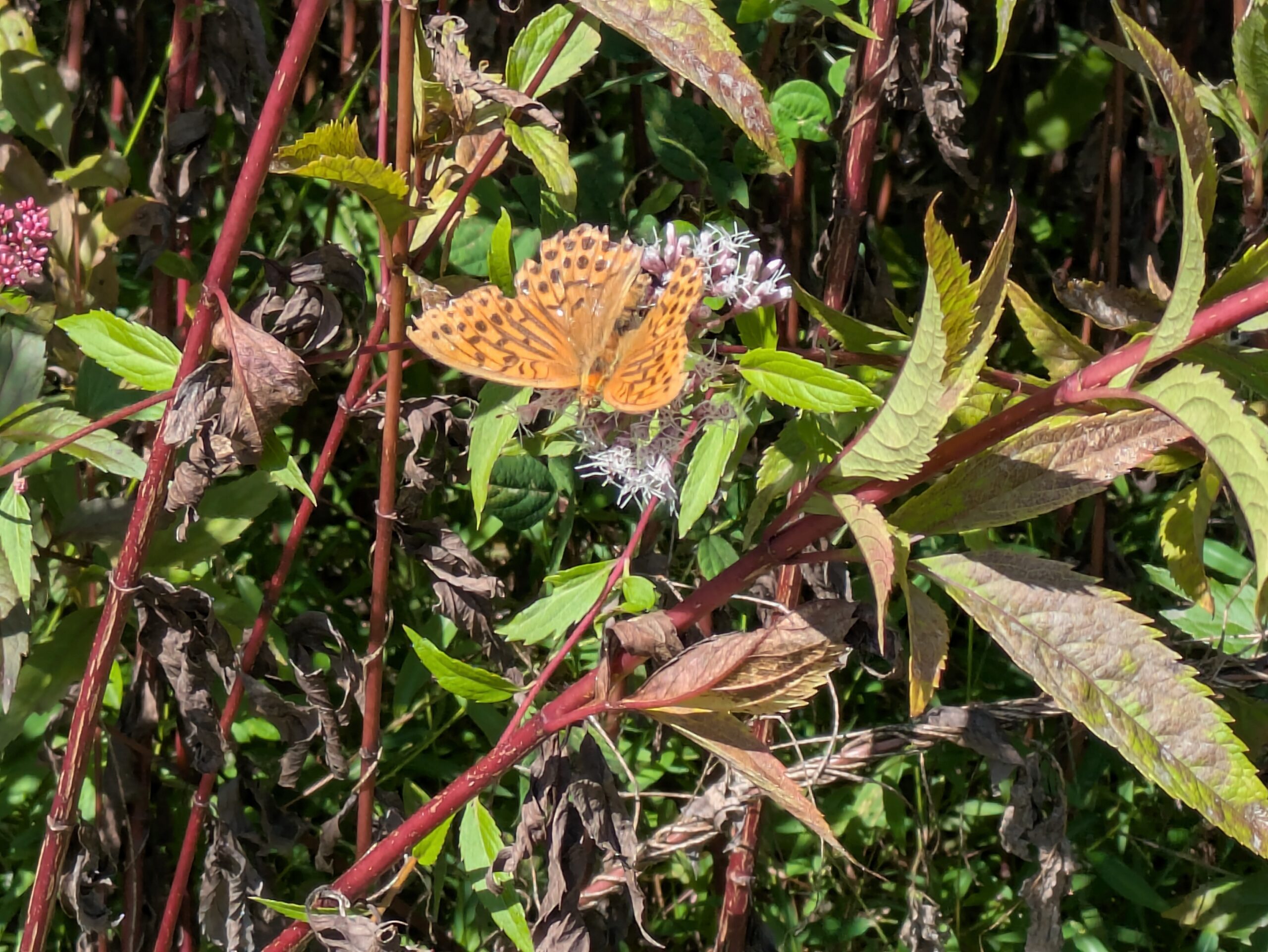 フジバカマにやってきたヒョウモンチョウの仲間