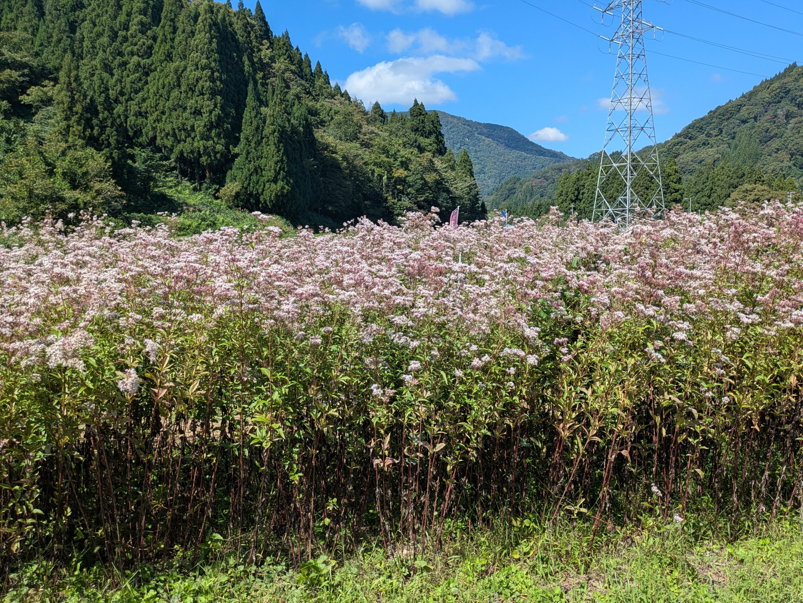 山に囲まれたアサギマダラ空の駅・白山に咲くフジバカマ
