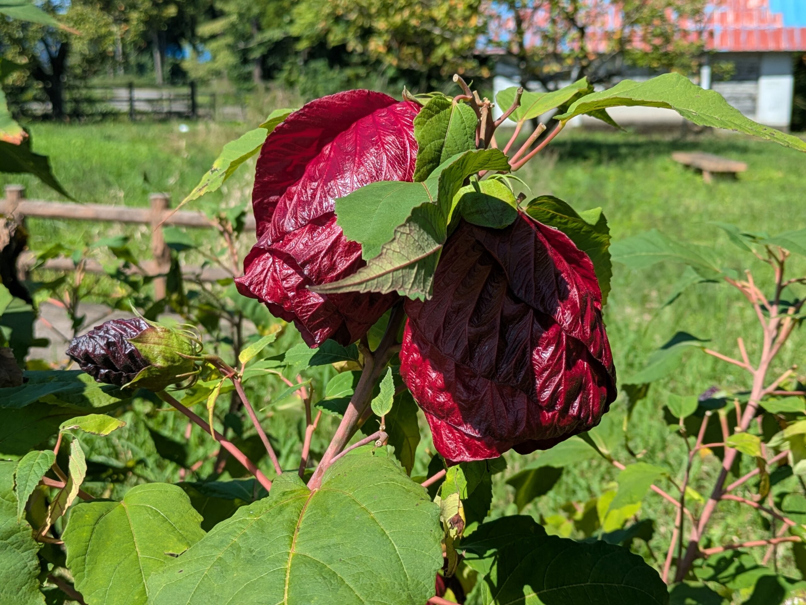 親水公園で咲いていた大きな深紅のアブチロン