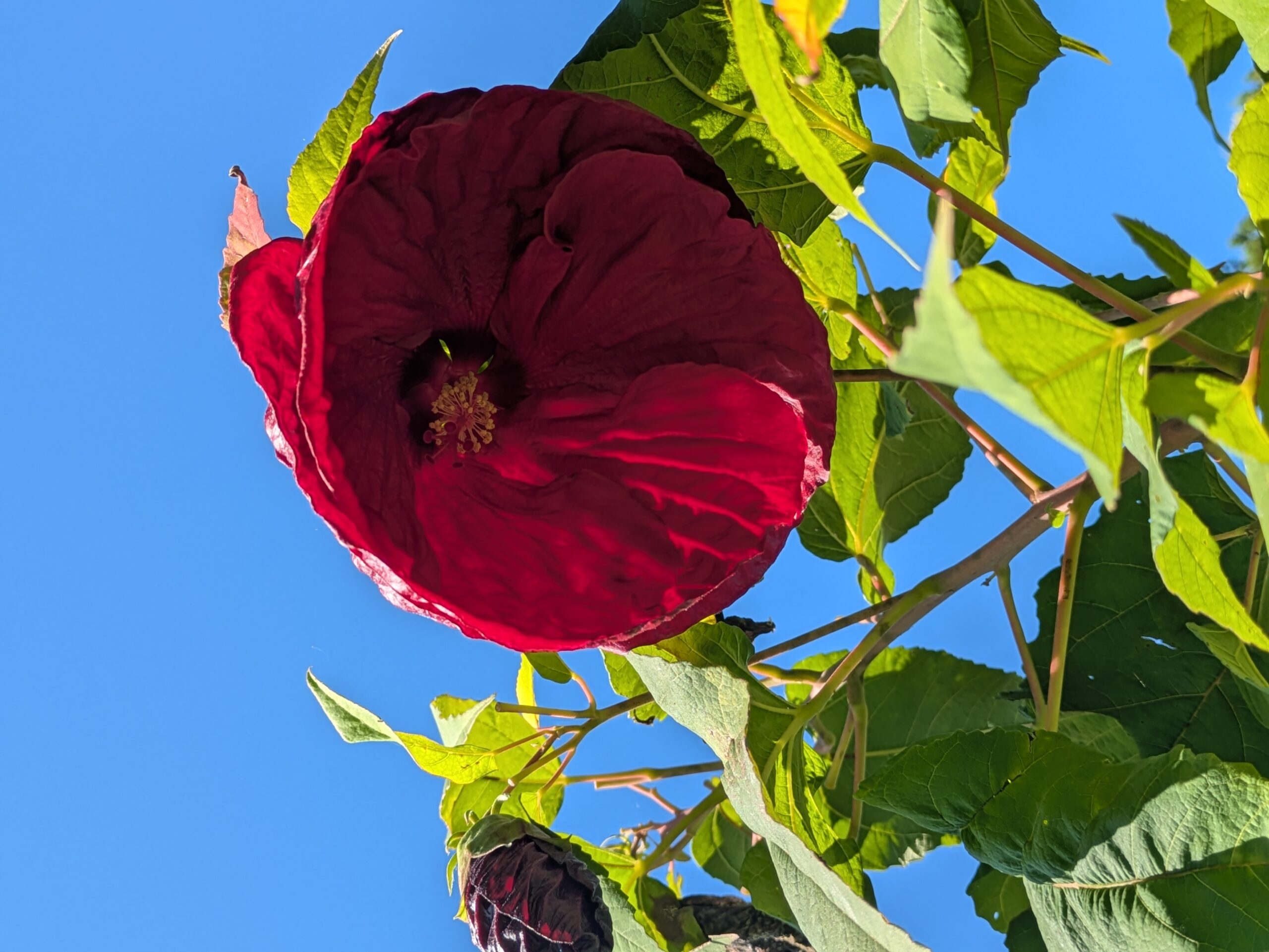 深紅の大きな花を下から見た様子