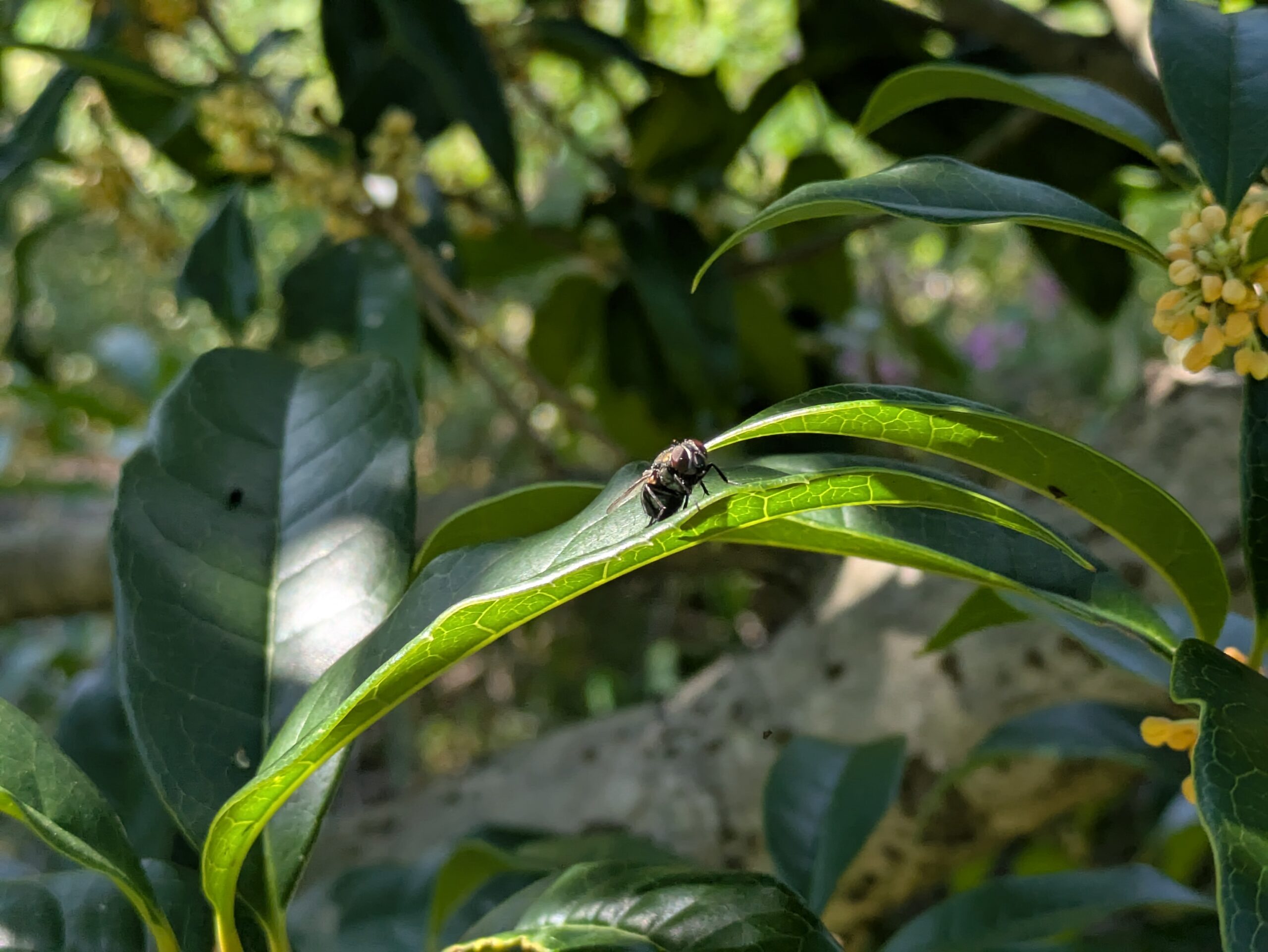 キンモクセイの葉に止まるハエ