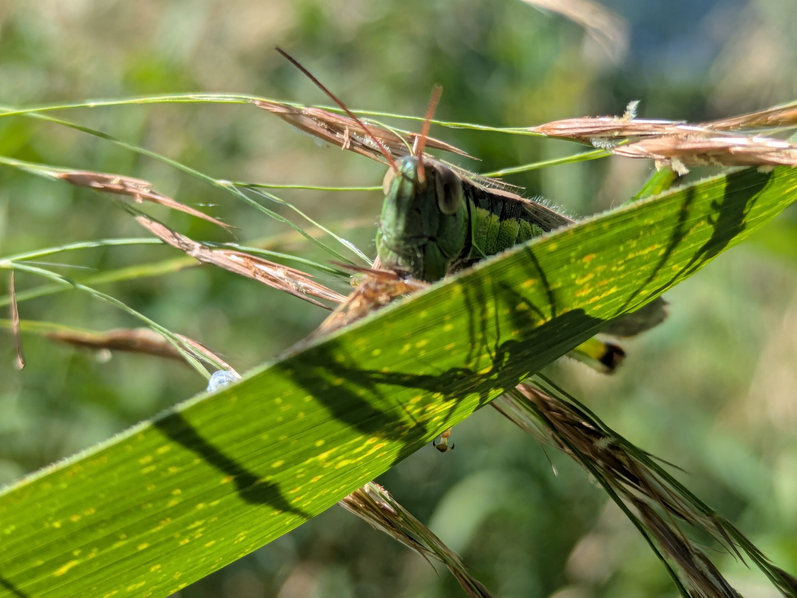 イネ科植物の穂を食べるイナゴ