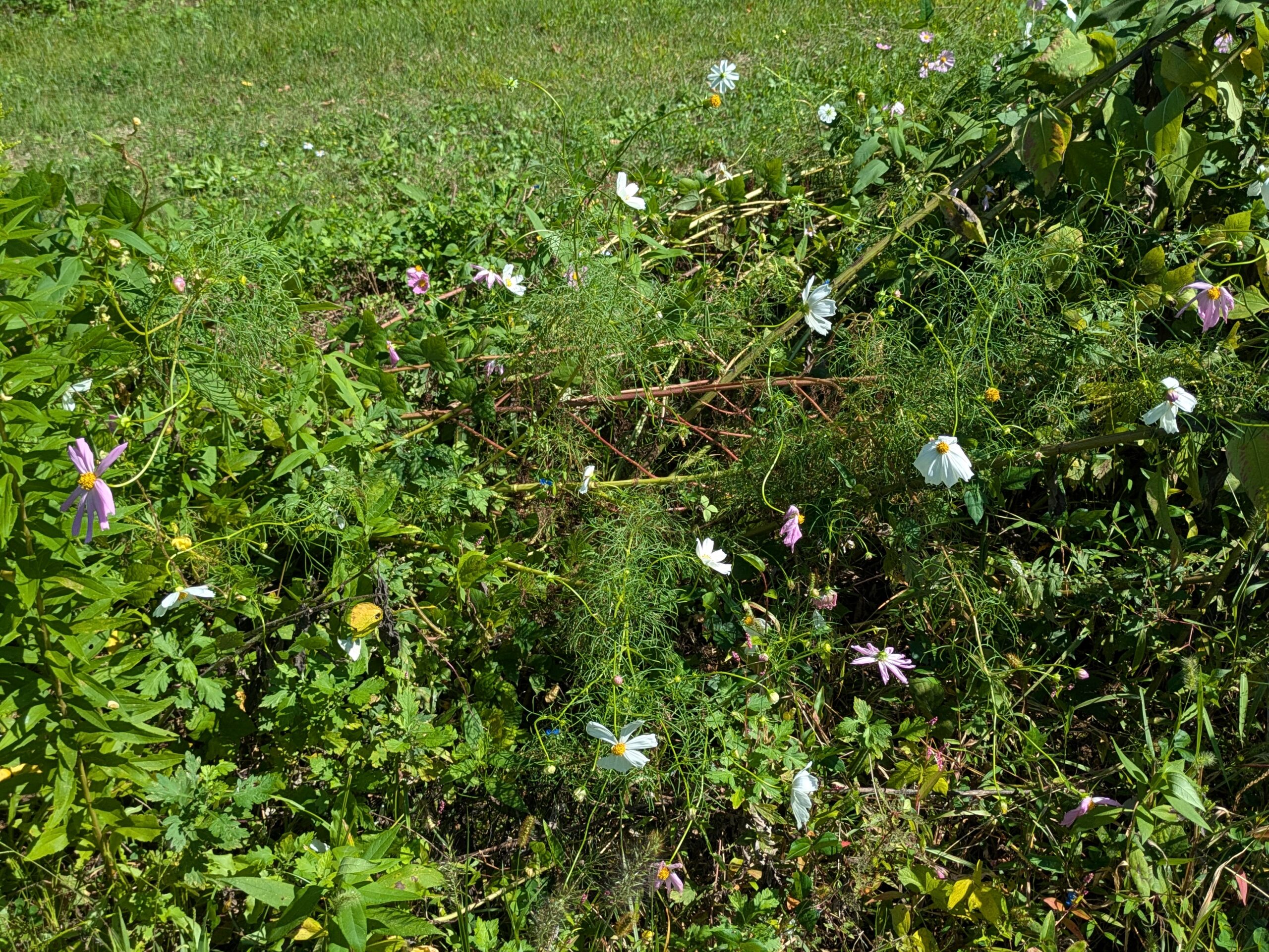 親水公園でさまざまな方向を向いて咲いていたコスモス