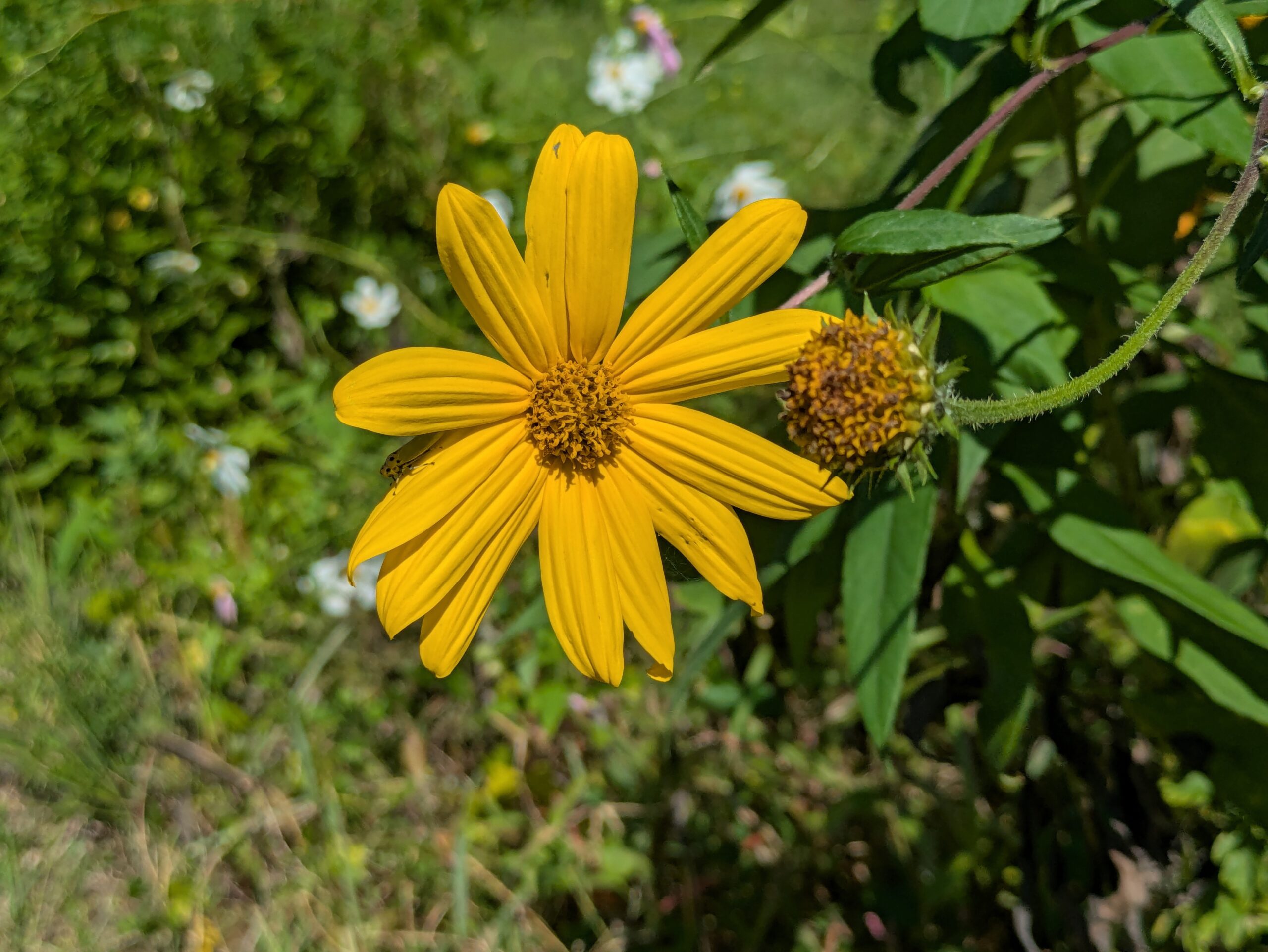 親水公園で咲いていた黄色いキクイモの花