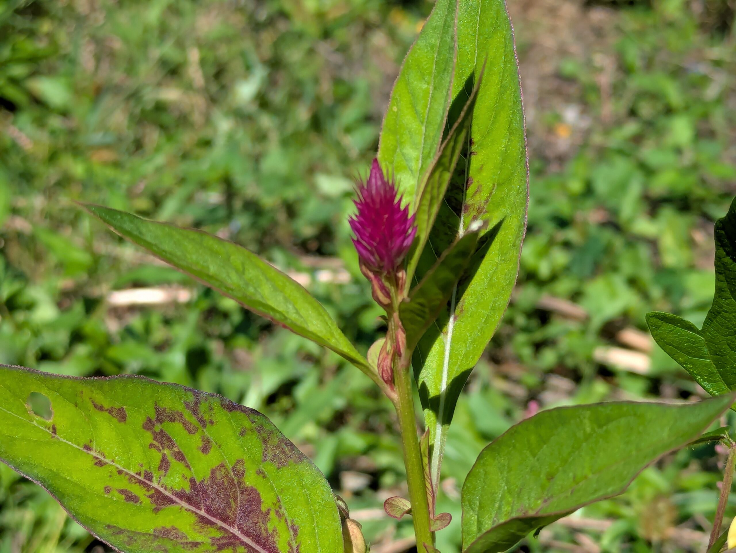 赤紫色の花穂を付けたノゲイトウ