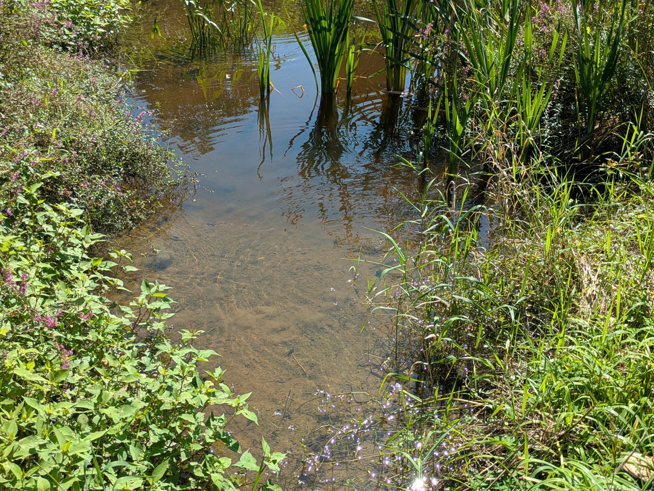 公園内にある水生植物が生える小さな池