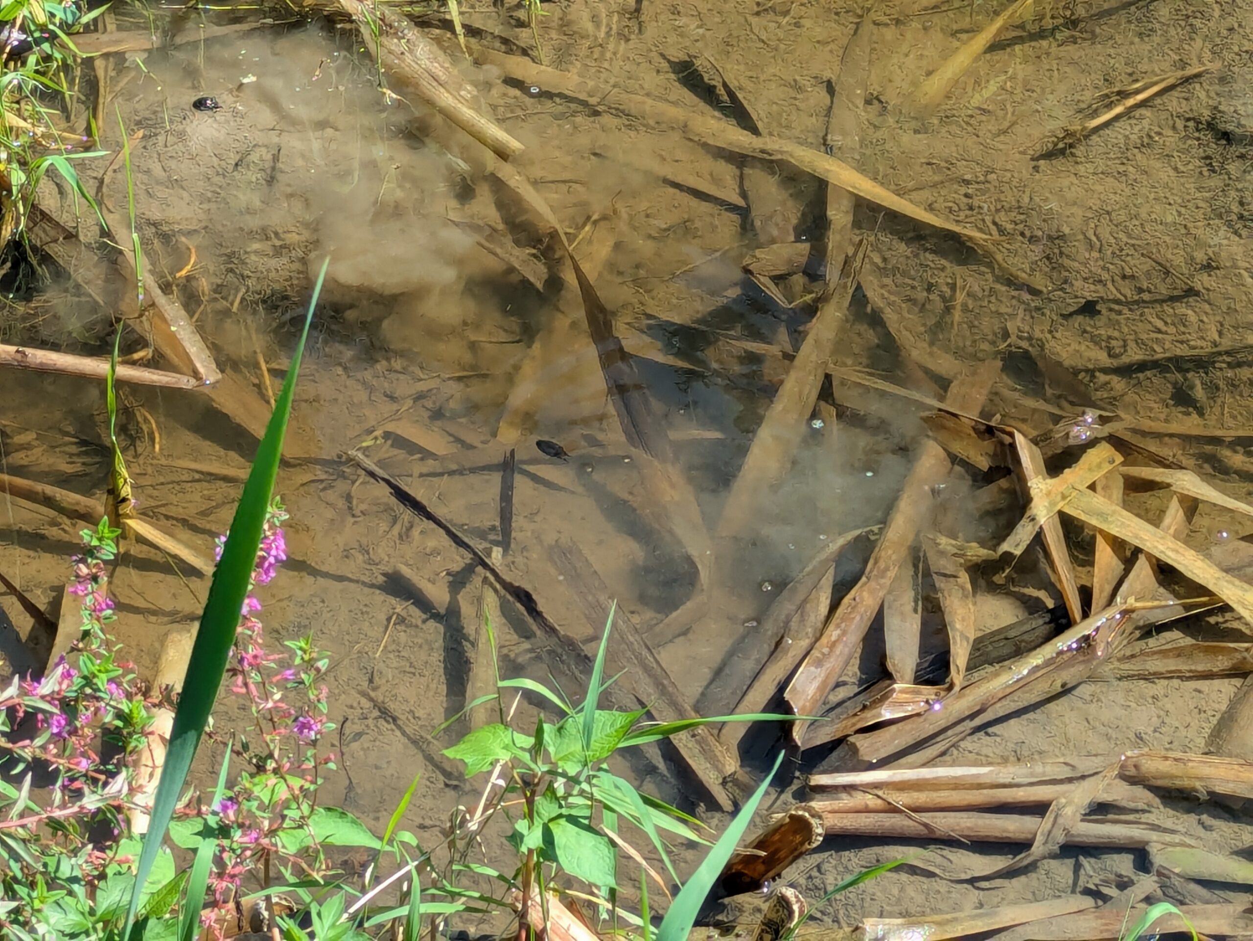 池の中を泳いで逃げる生き物