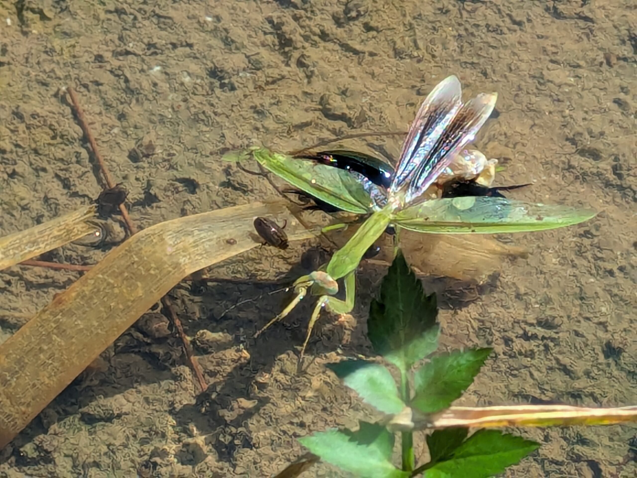 水面に浮いたカマキリを食べるゲンゴロウの仲間