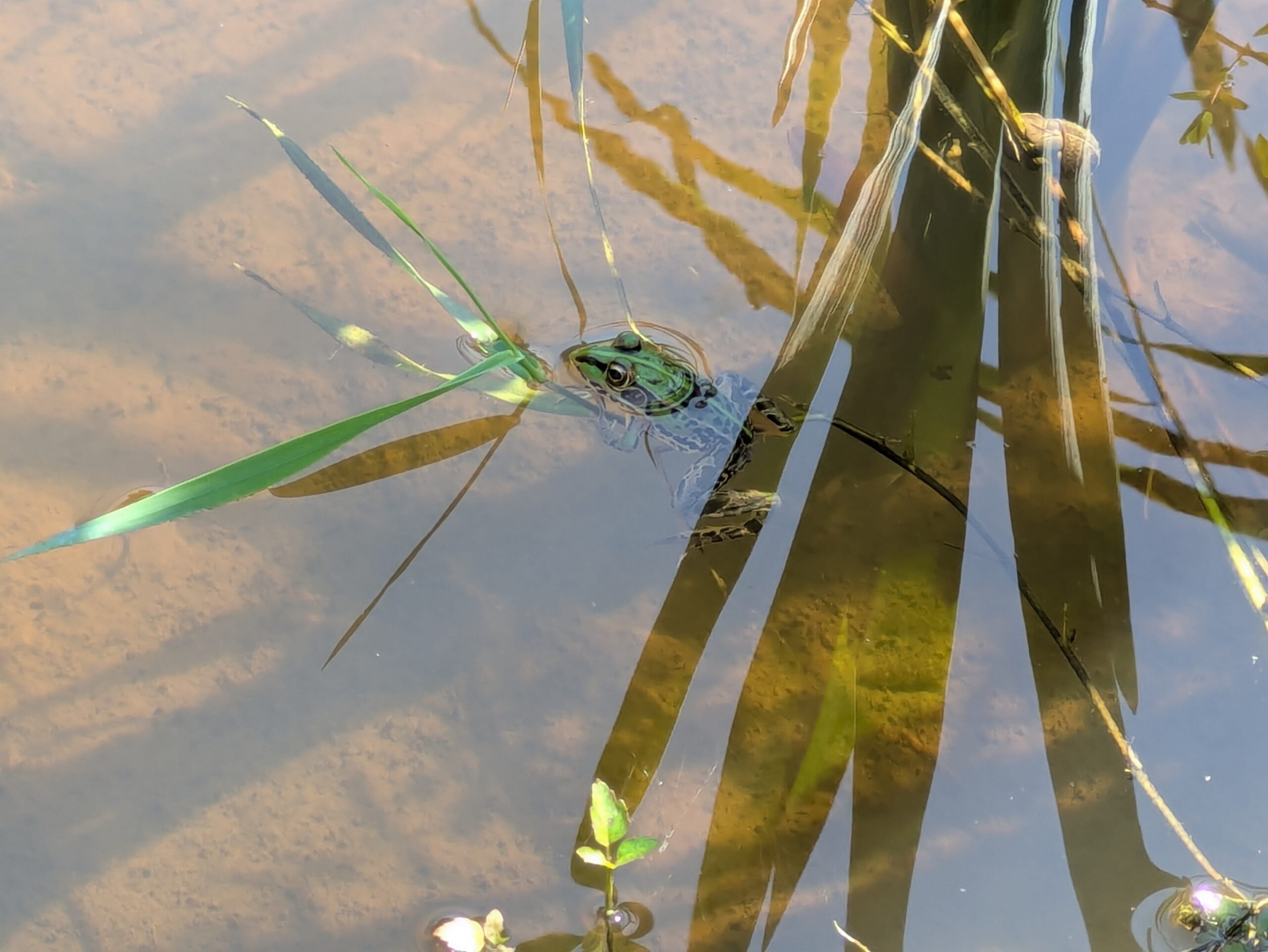 池で見つけたトノサマガエル
