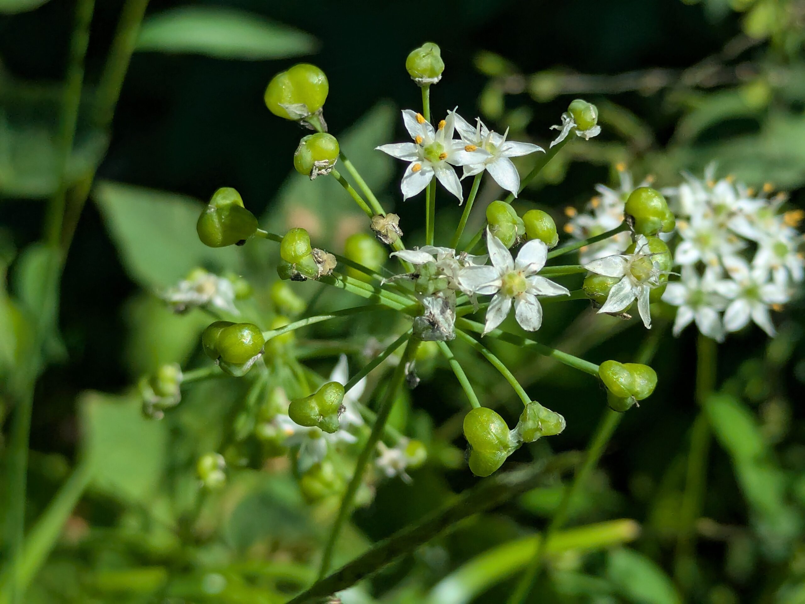 花が終わって緑色の実が目立つニラ