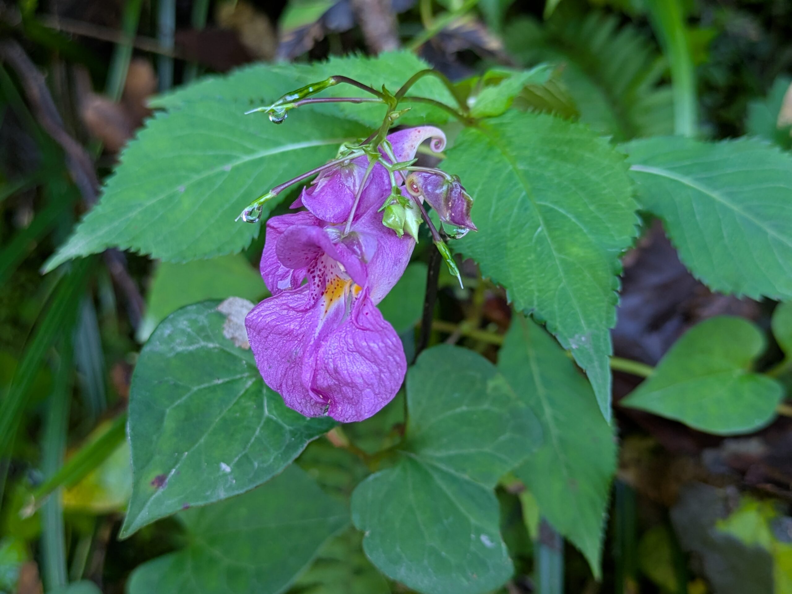 綿ヶ滝周辺で咲いていたツリフネソウの花