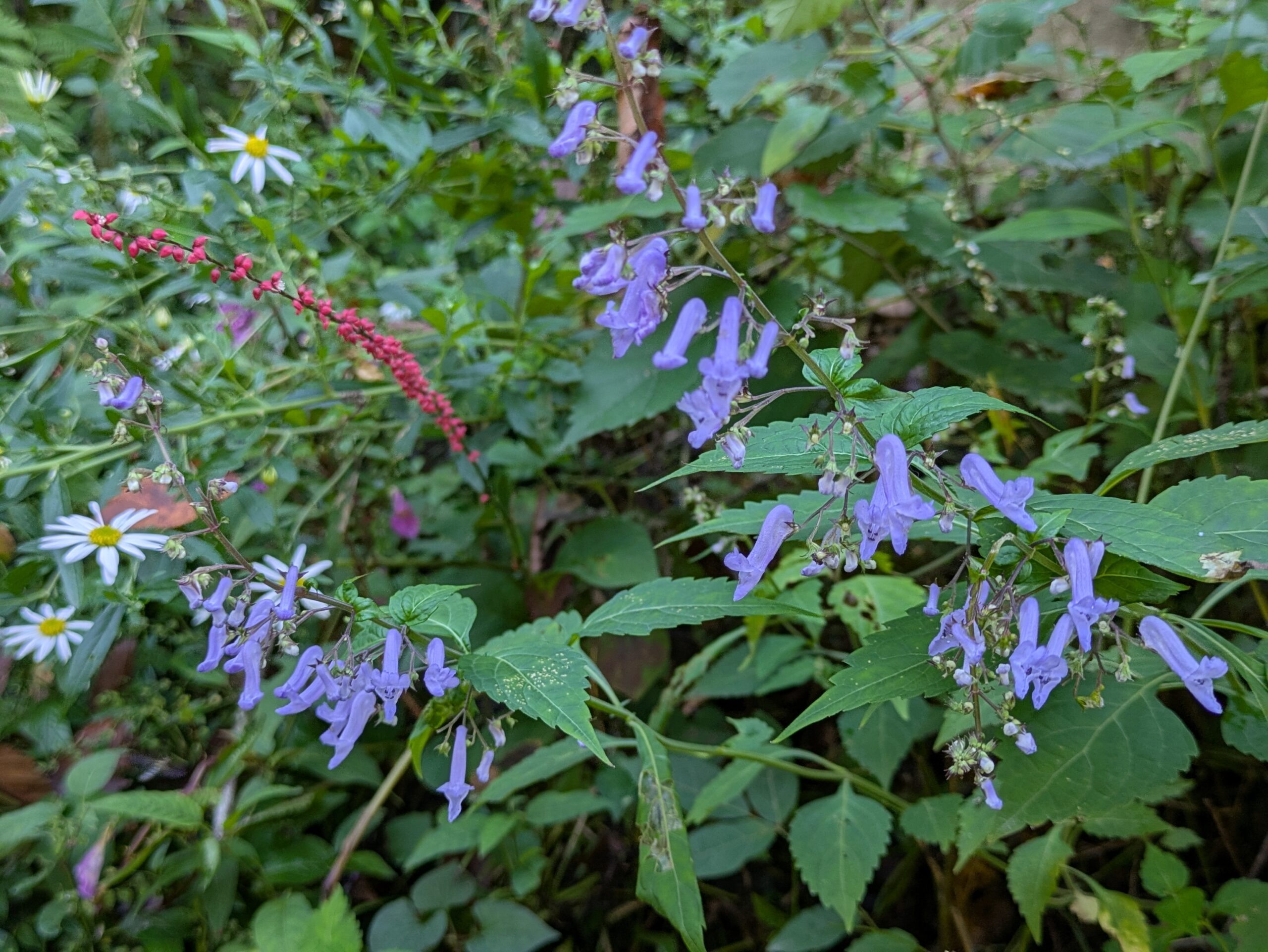 綿ヶ滝周辺で咲くアキチョウジやミズヒキなどの秋の花