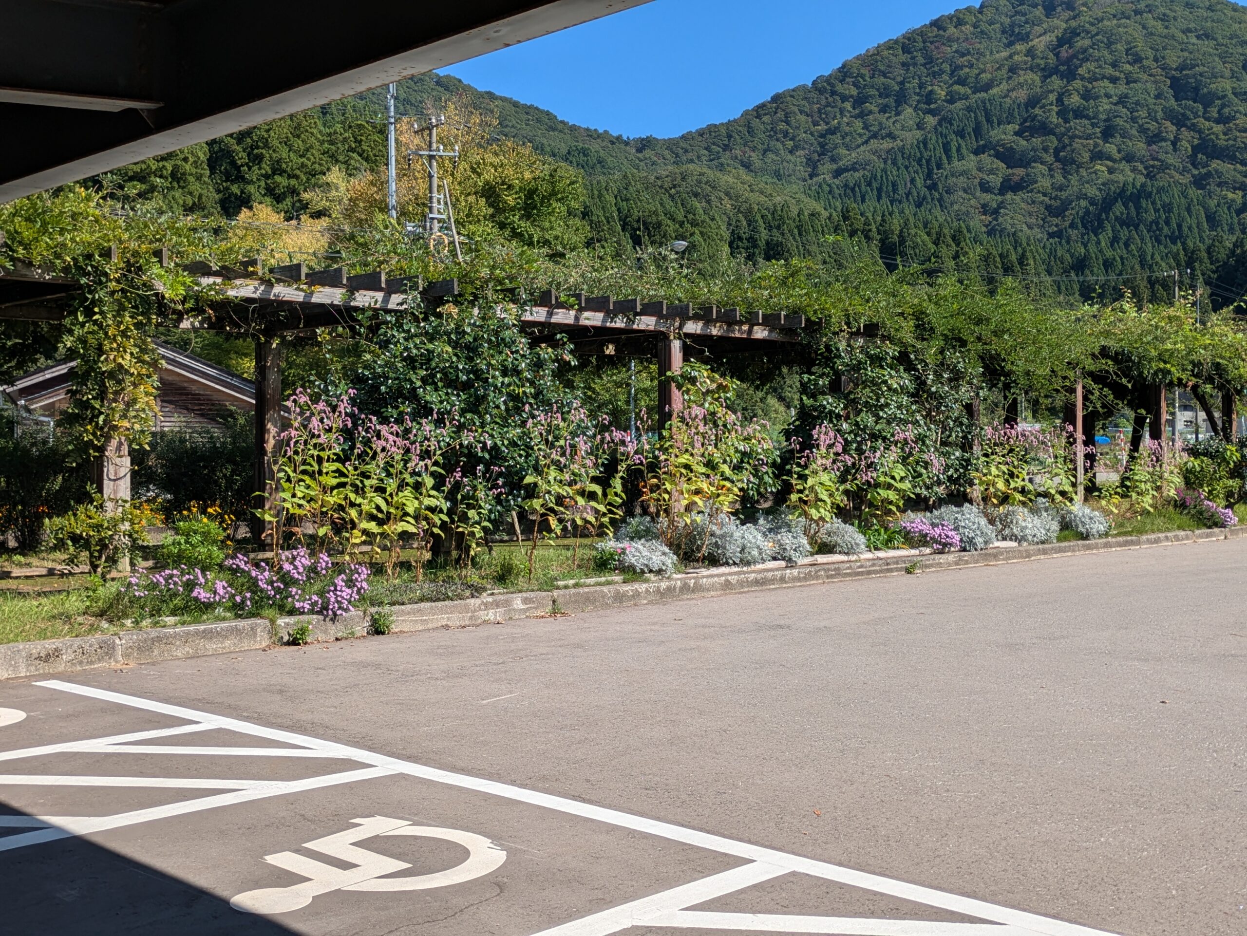 吉岡園地の駐車場と花が植えられた藤棚