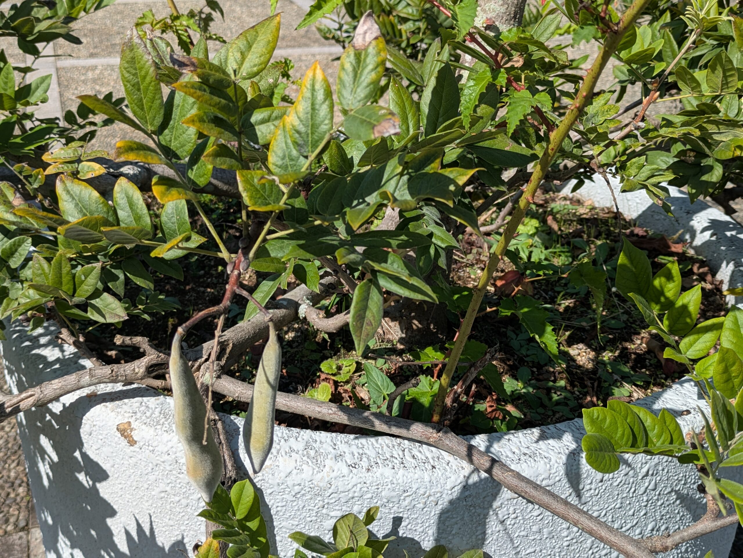 吉岡園地の鉢植えのフジにぶら下がる大きな実
