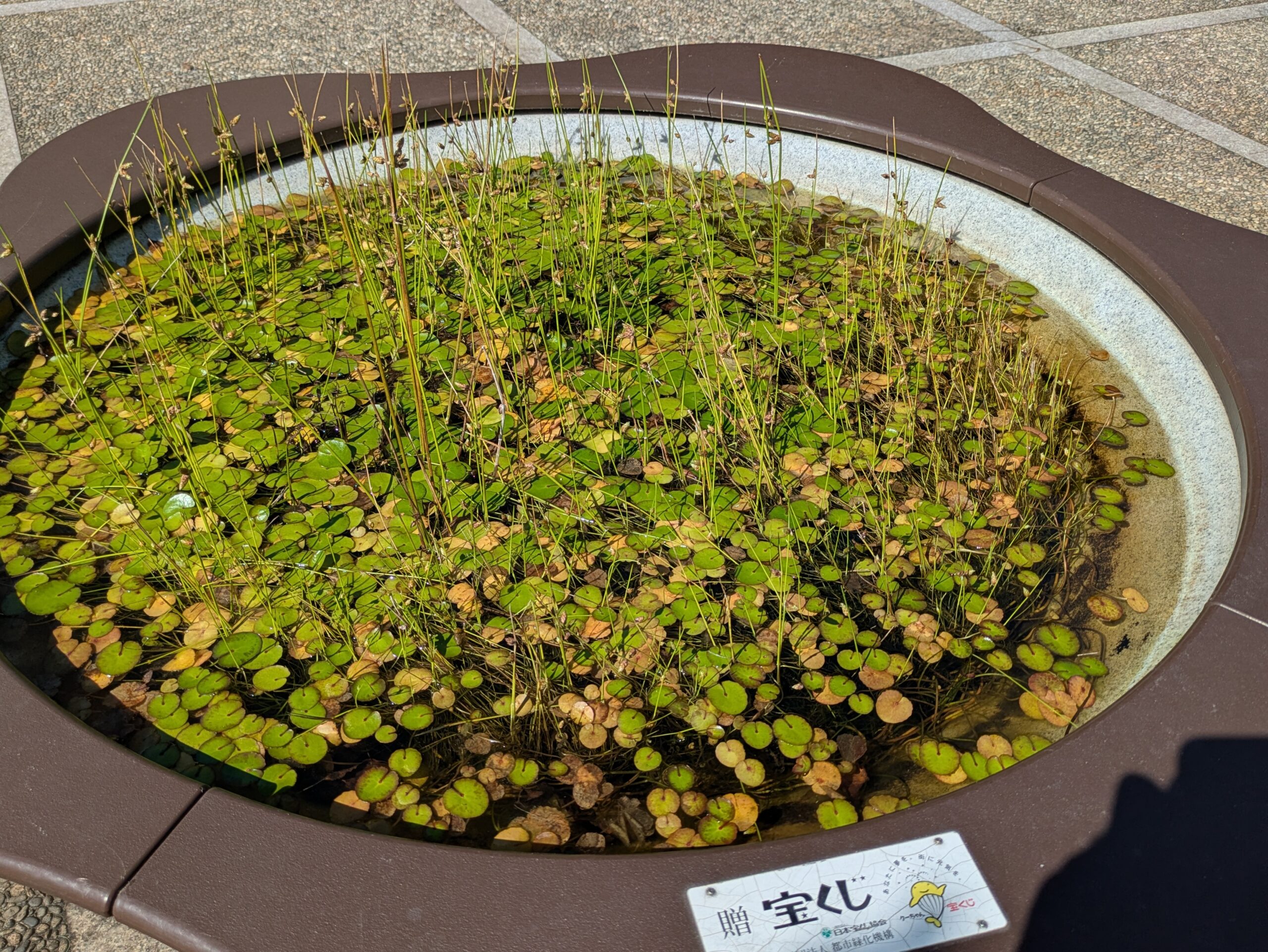 吉岡園地の鉢で育てられていたアマゾンフロッグピット