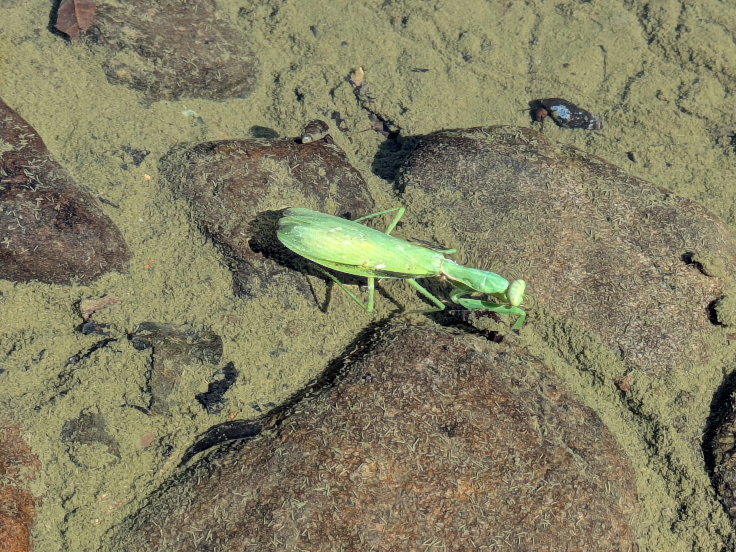吉岡園地の修景池に沈んでいたカマキリ