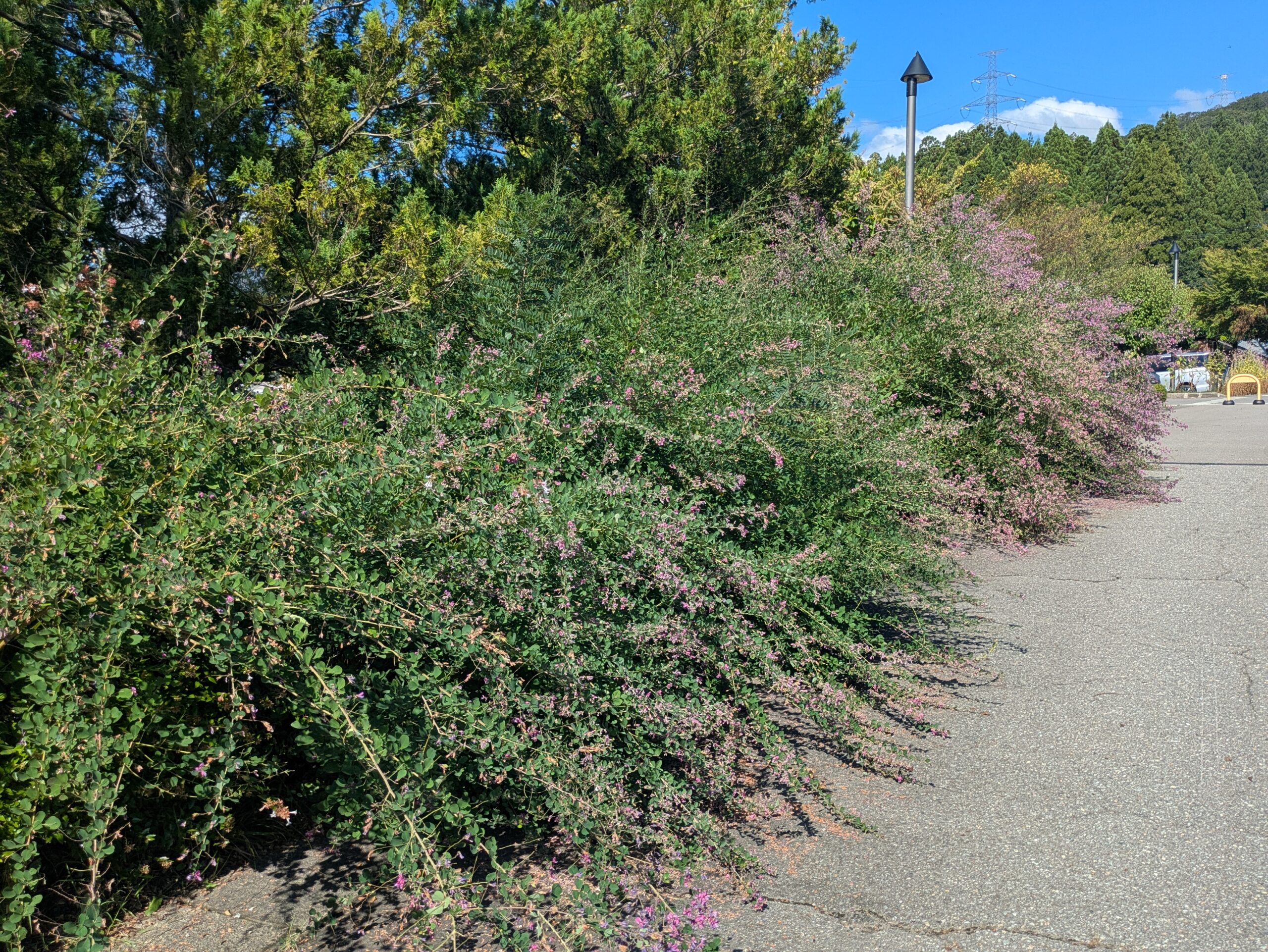 吉岡園地の園路沿いに大きく枝を伸ばしたハギの花