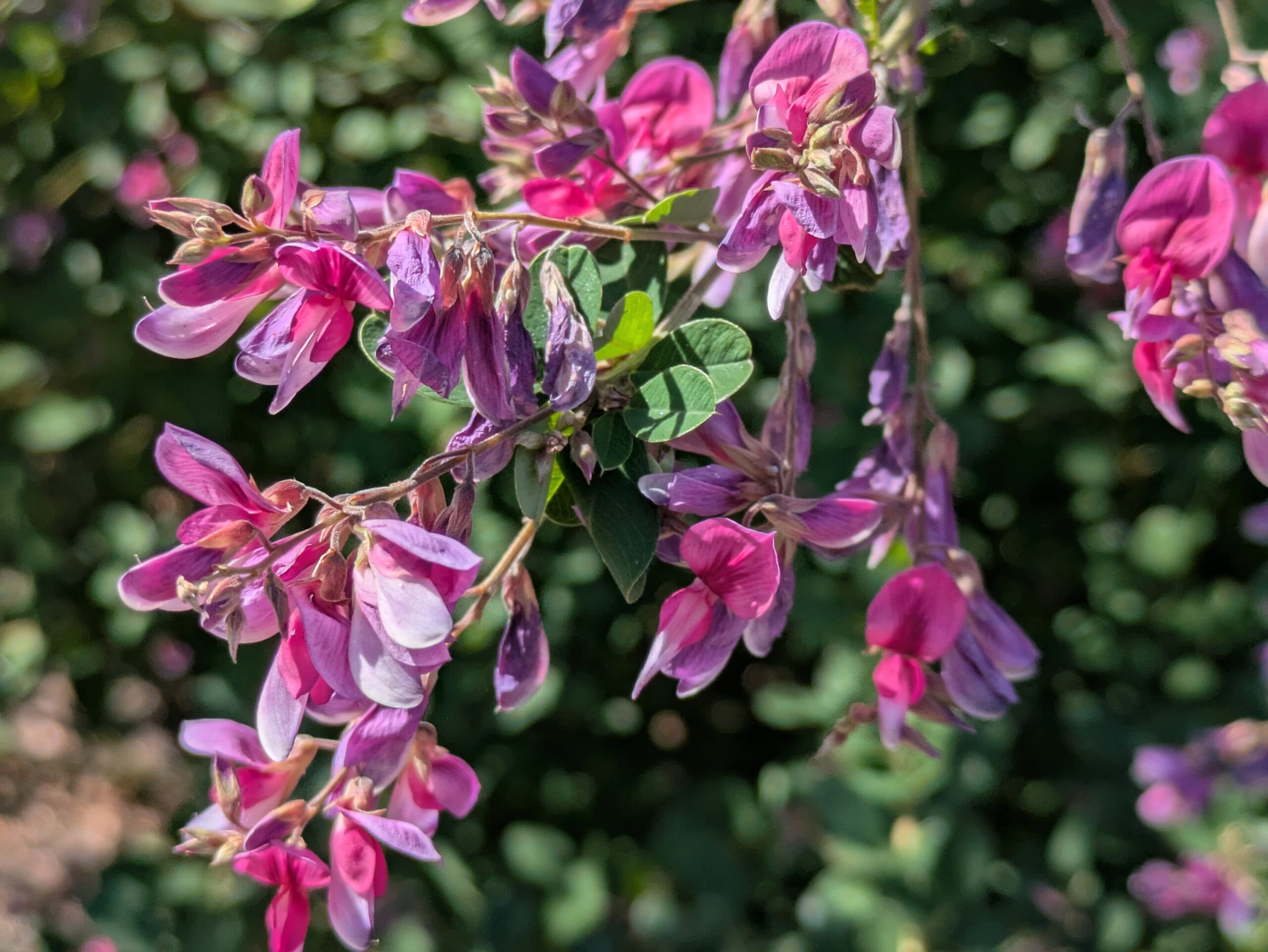 吉岡園地で咲くピンク色のハギの花
