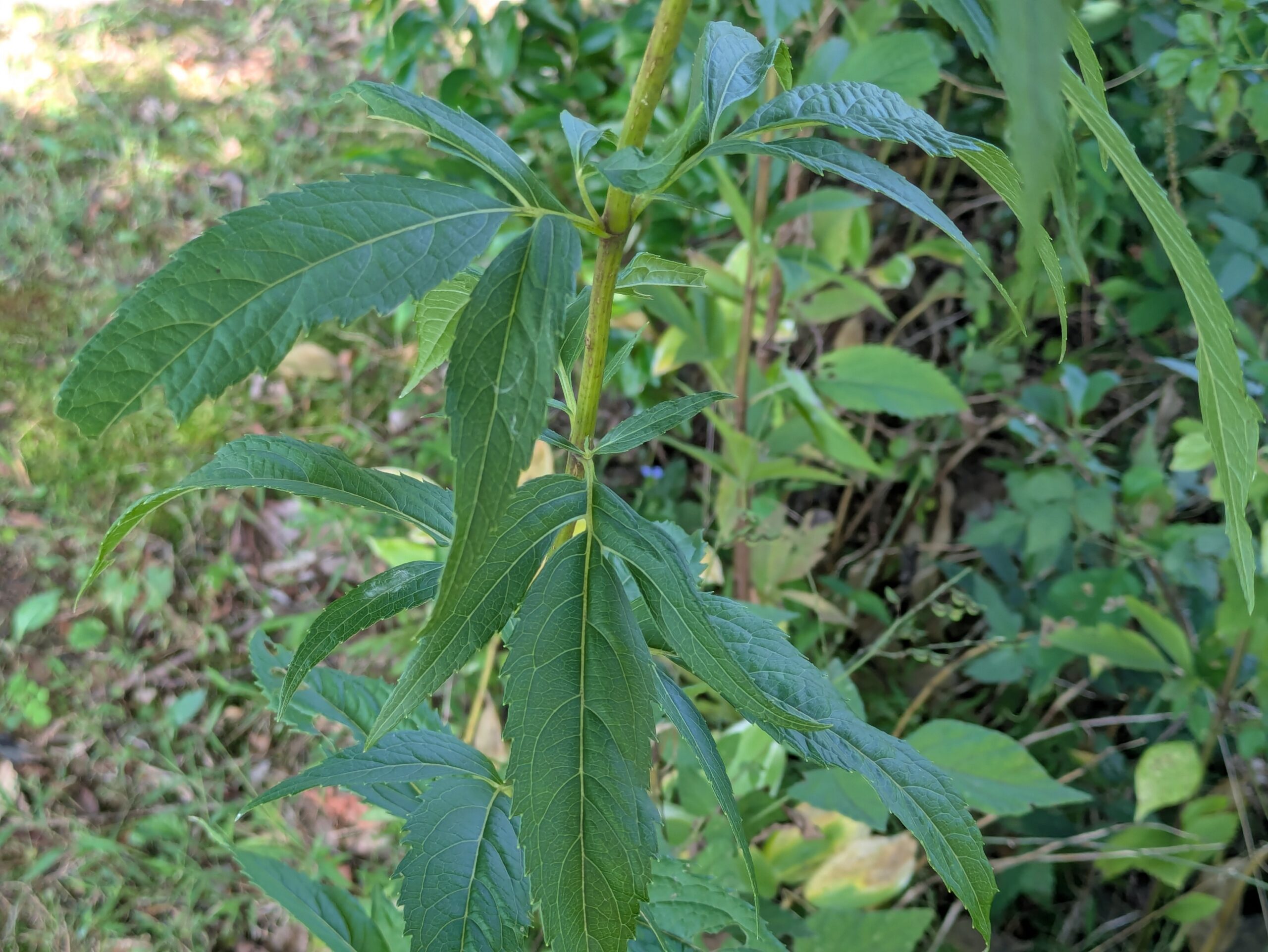 フジバカマの茎についた三裂する葉