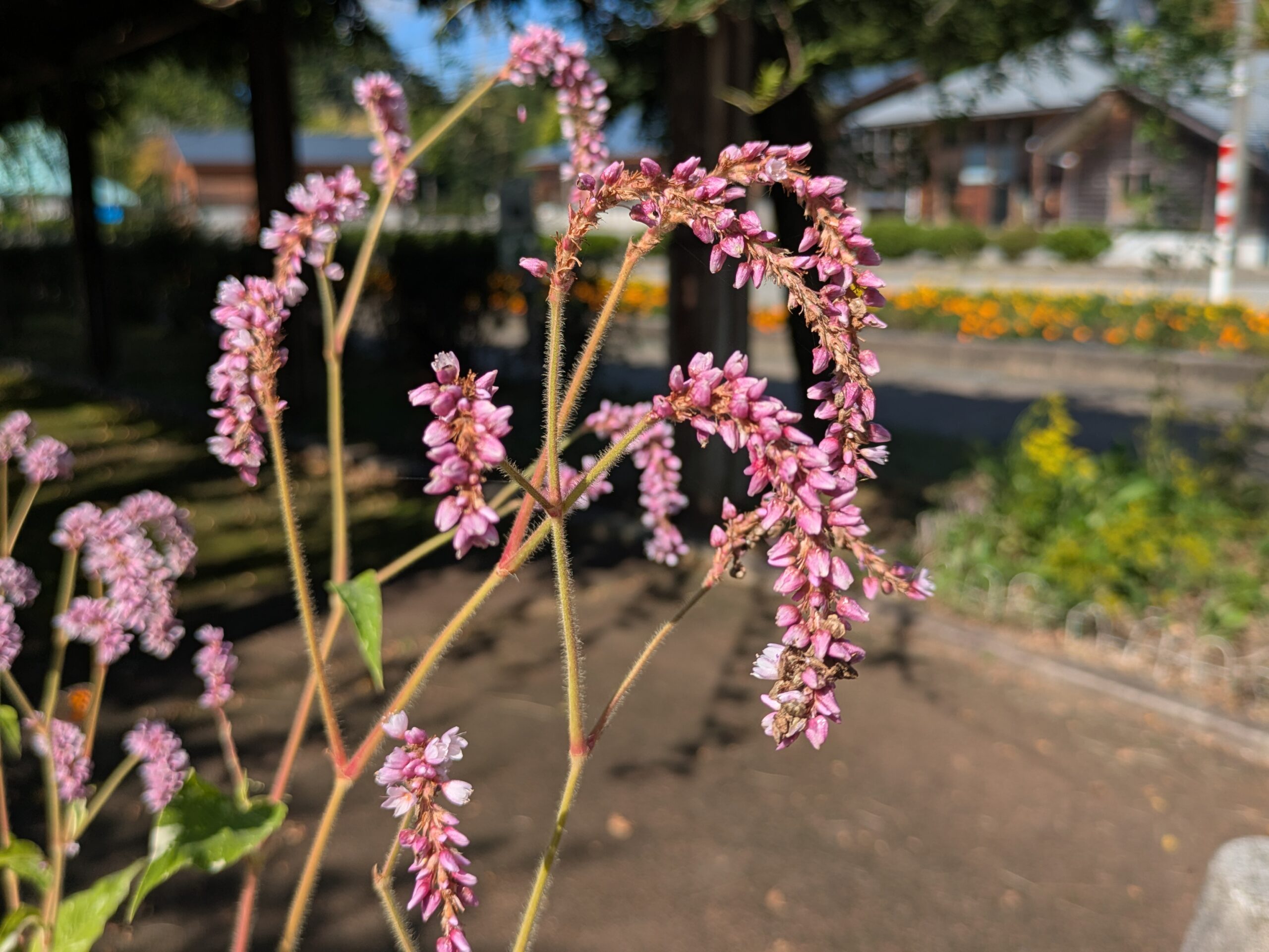 細長い花穂にピンク色の小花をたくさんつけたタデの仲間