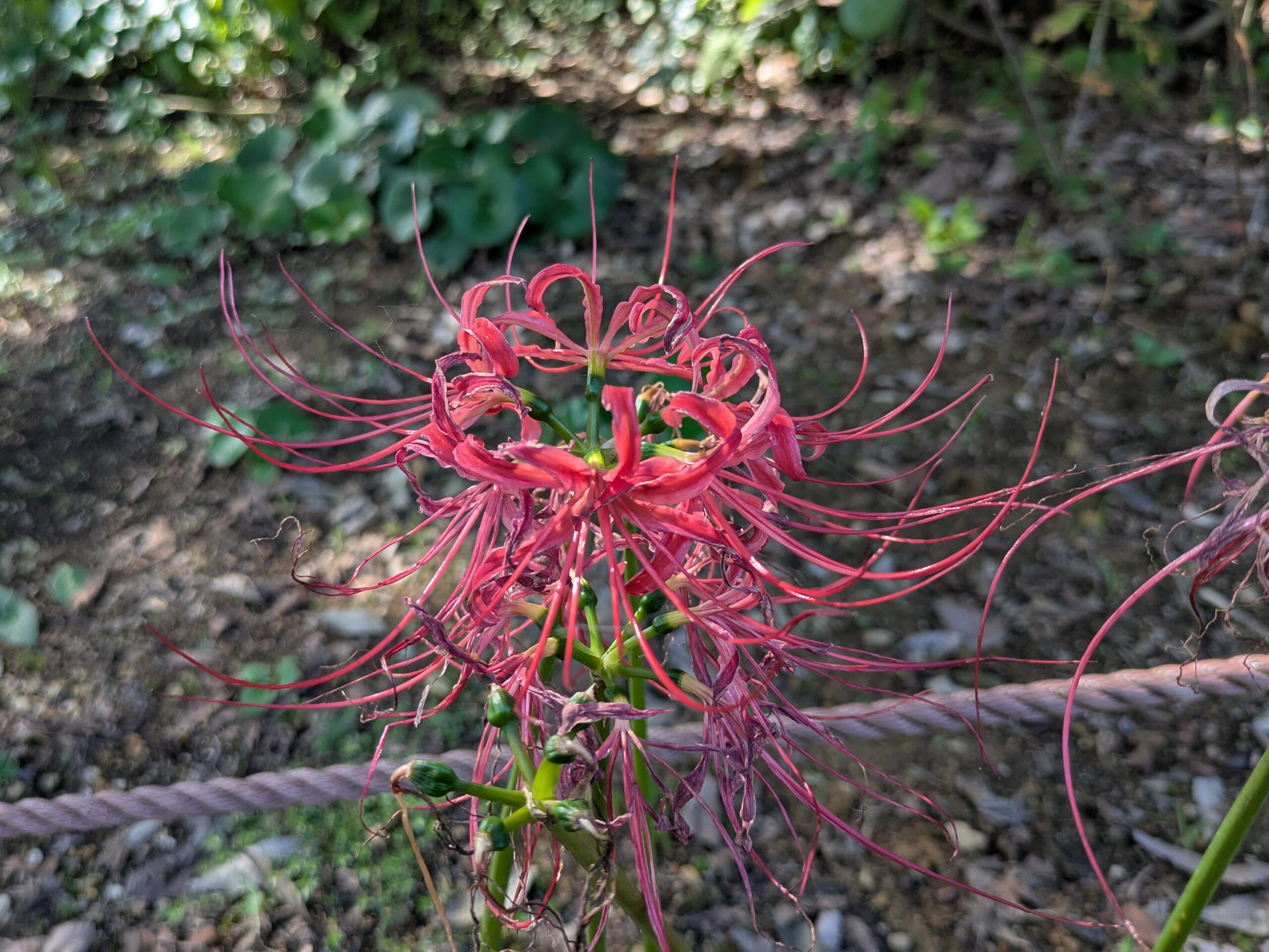 長い雄しべと雌しべを伸ばしたヒガンバナの花